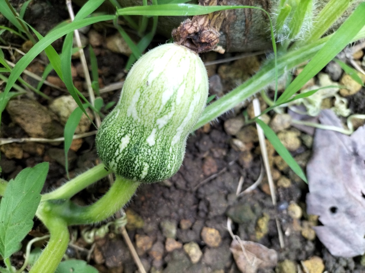 こむふく農園の野菜