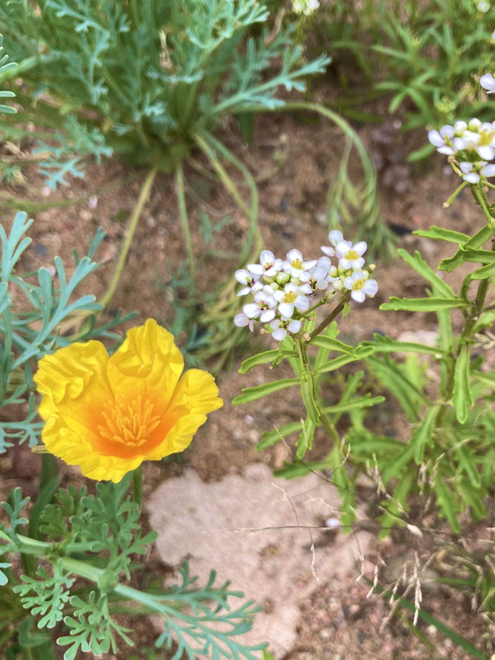 きょうのこむふく