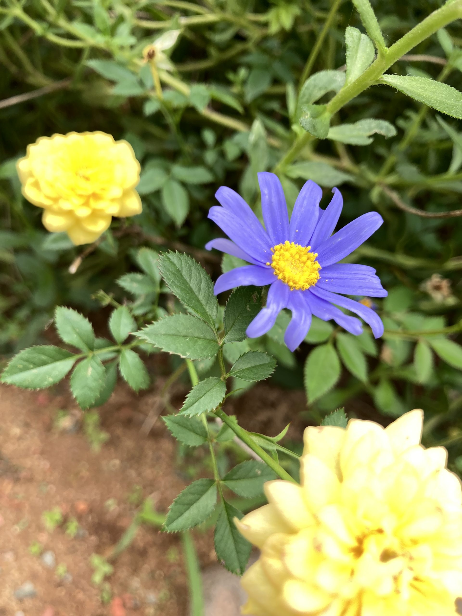 今日のこむふく