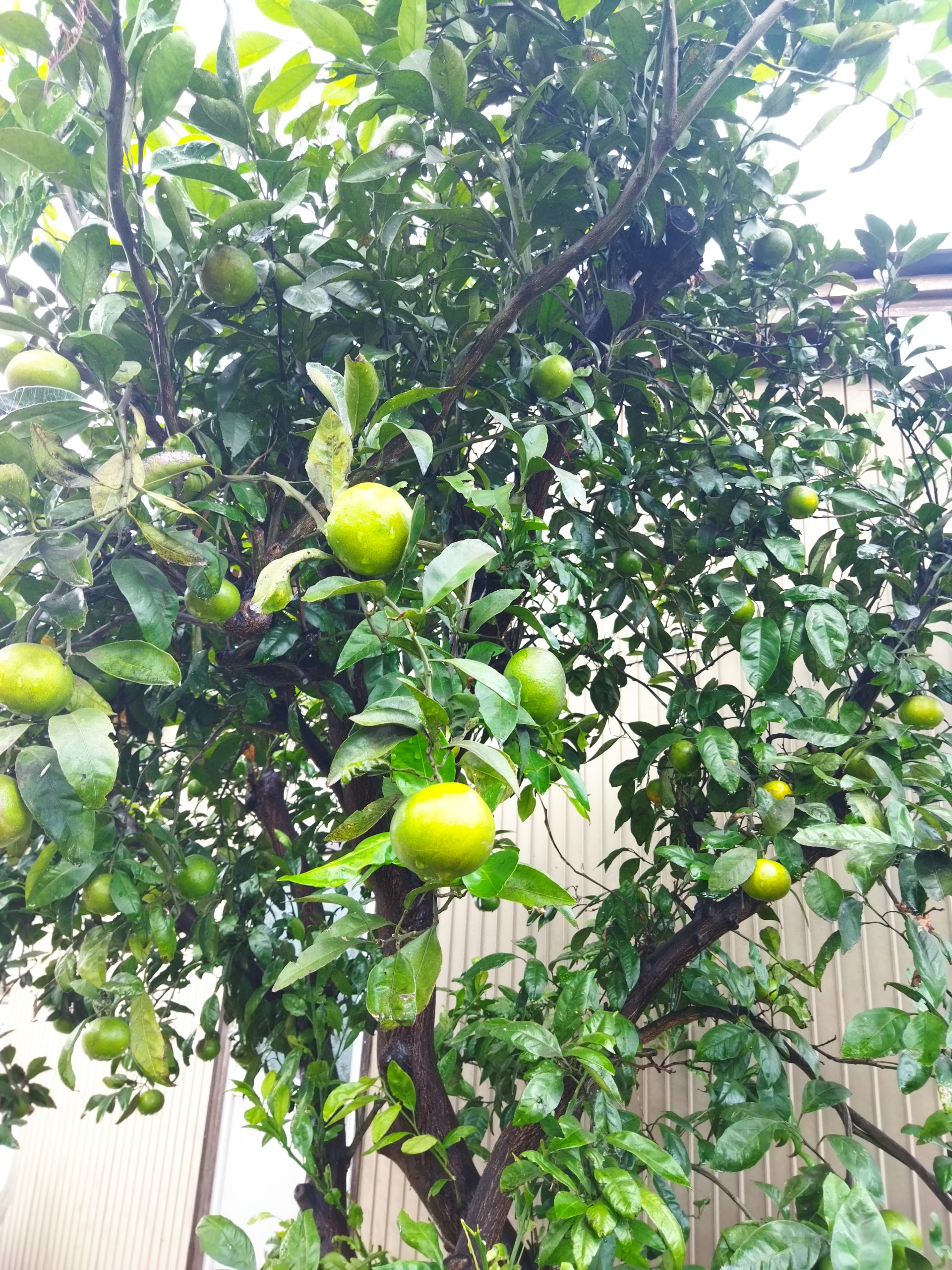 ミカンが色づいてきています