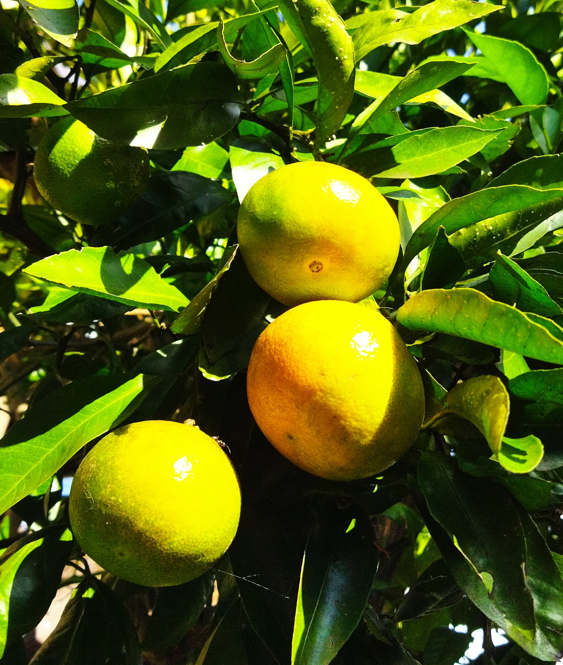 ミカンが黄色くなりました