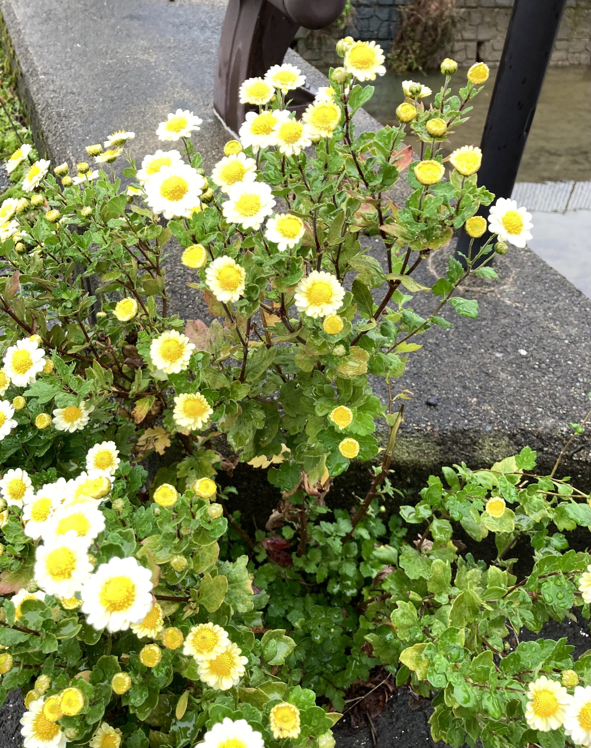 今日のこむふく