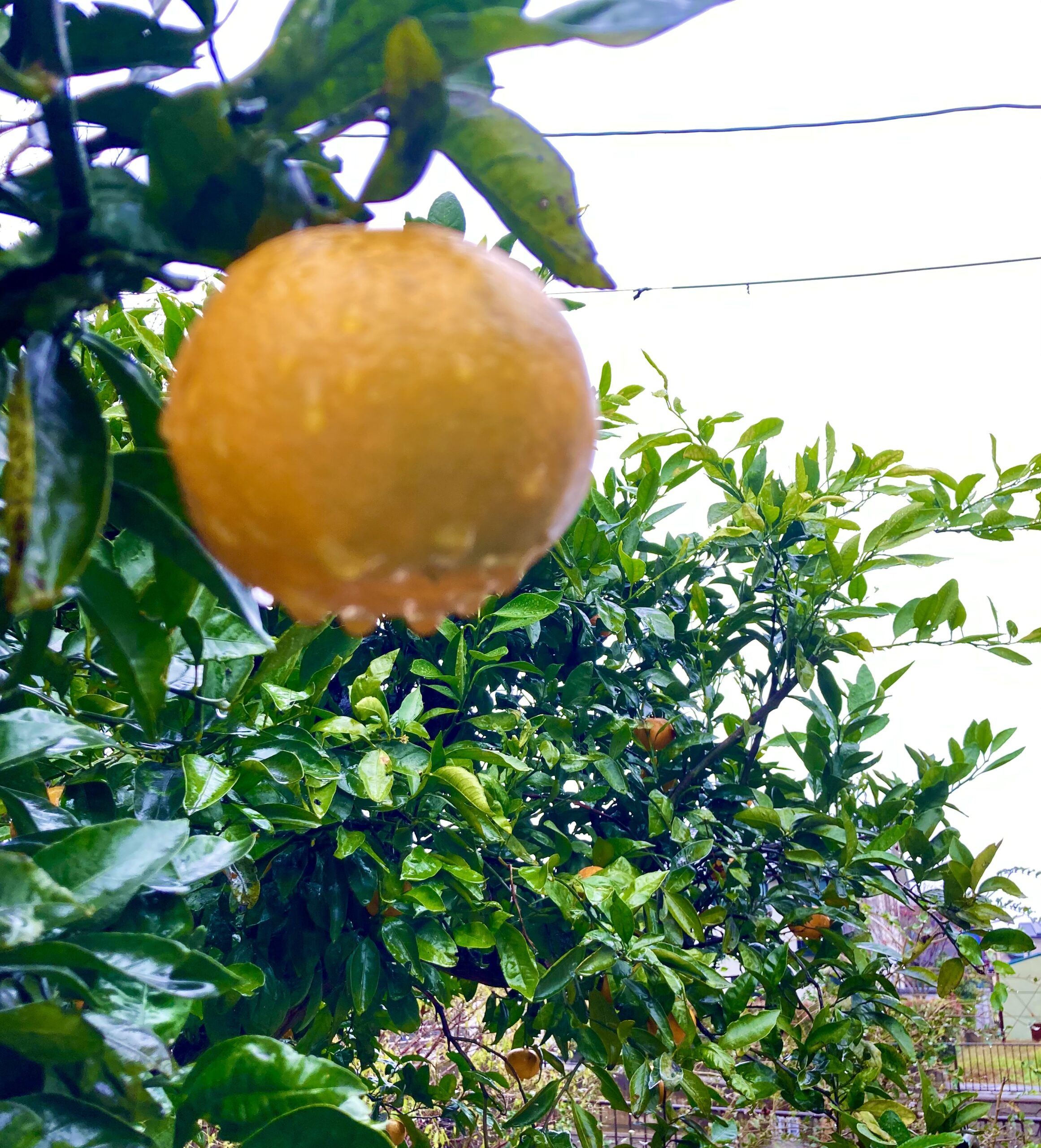 雨の中、画策中