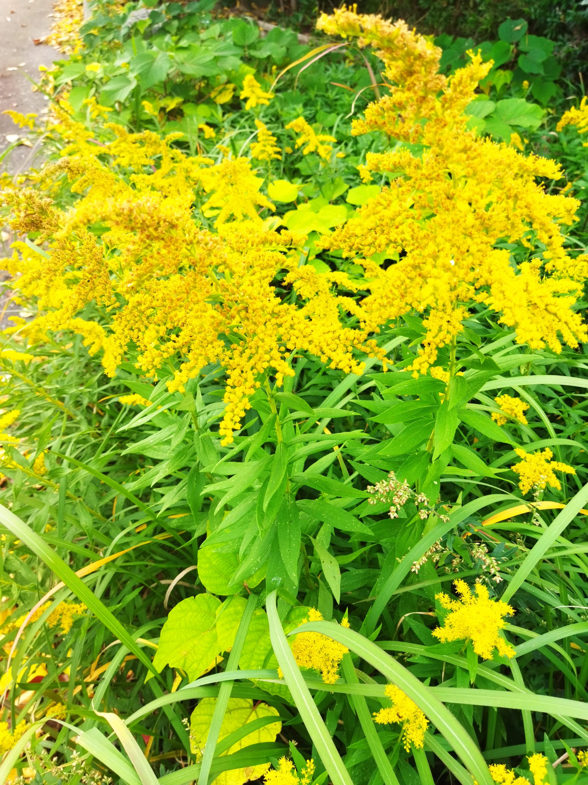 いまや、セイタカアワダチソウが名誉回復