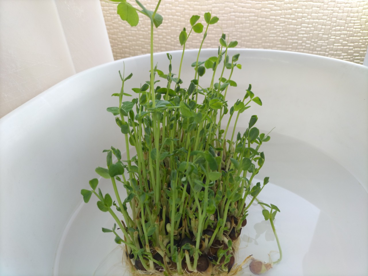 ほかほか水曜日