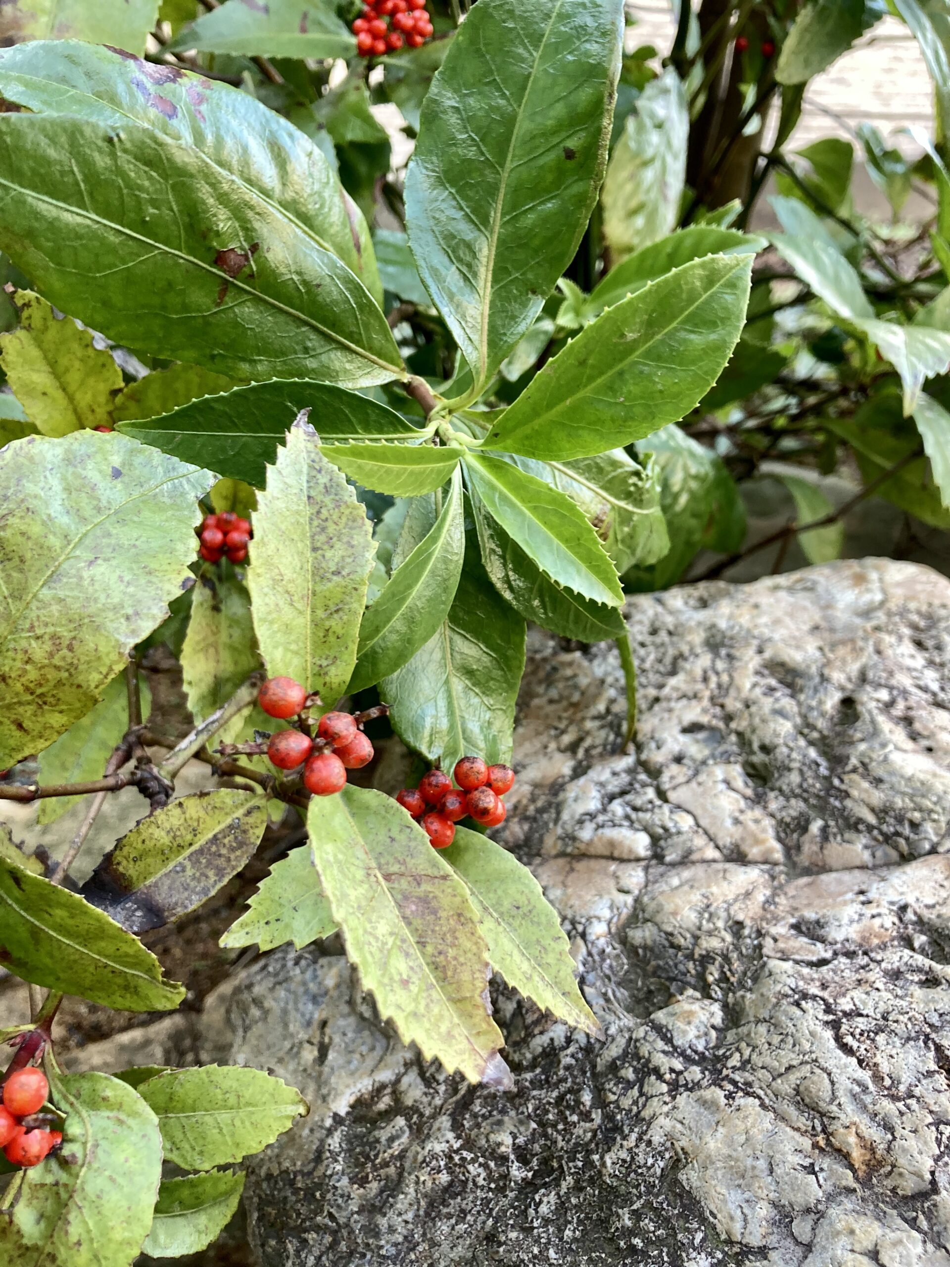 今年もよろしくお願いします