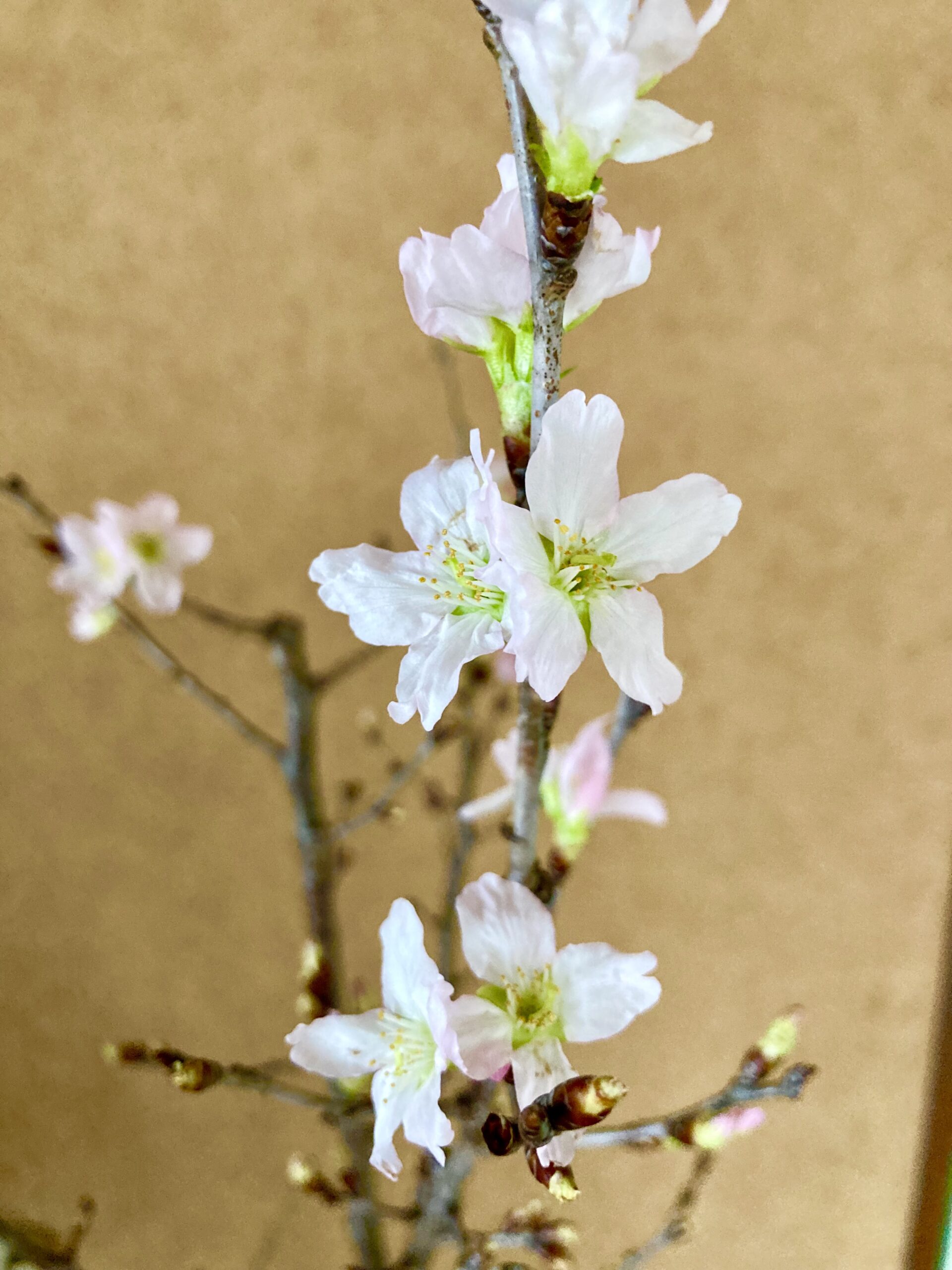 今日のこむふく