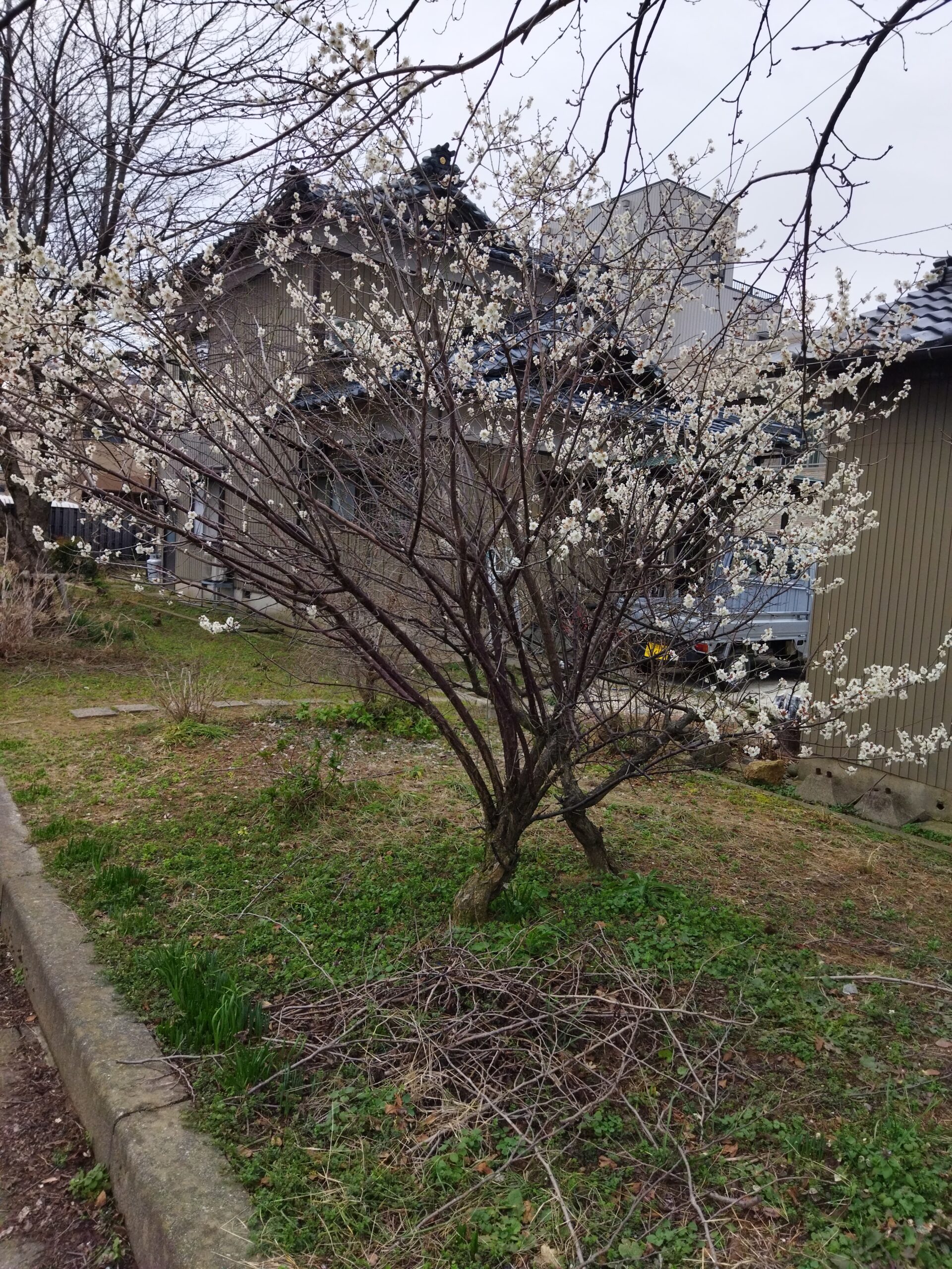 こむふくに白梅咲きました