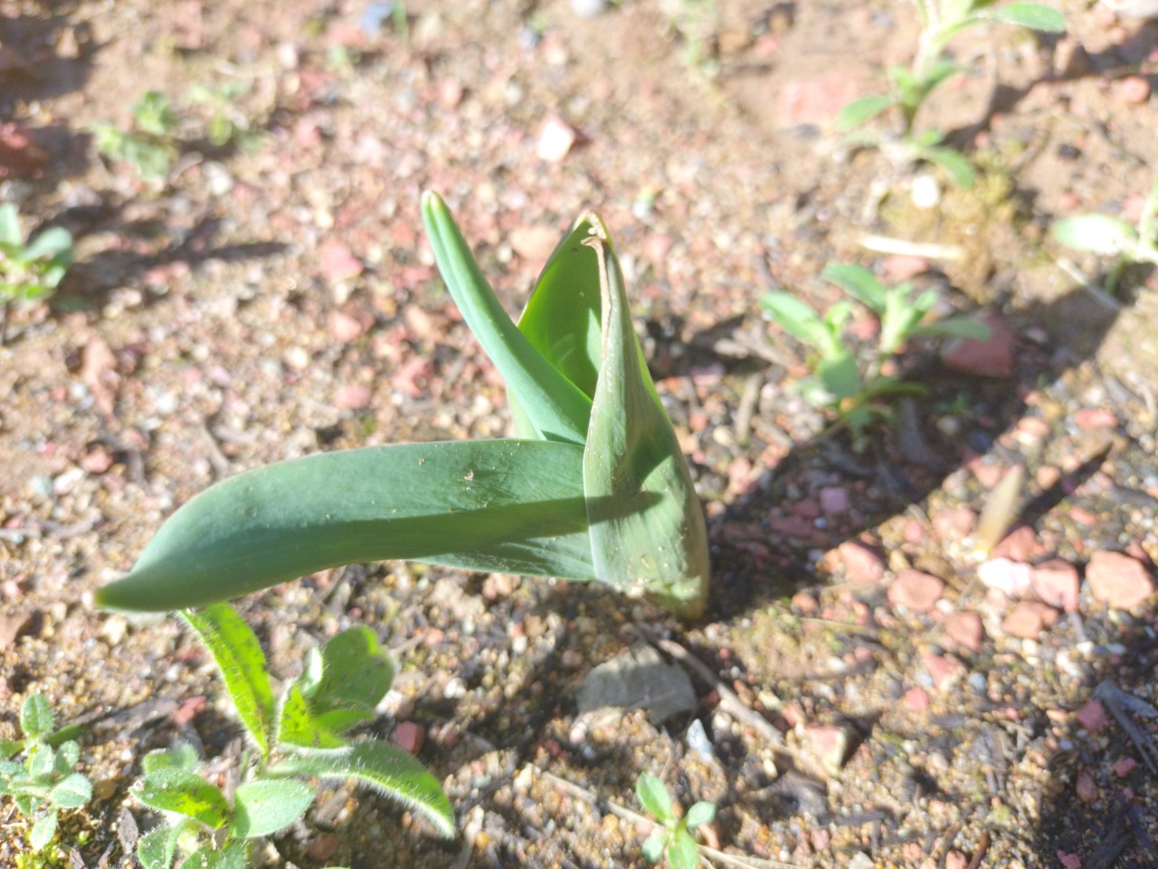 晴れましたが、