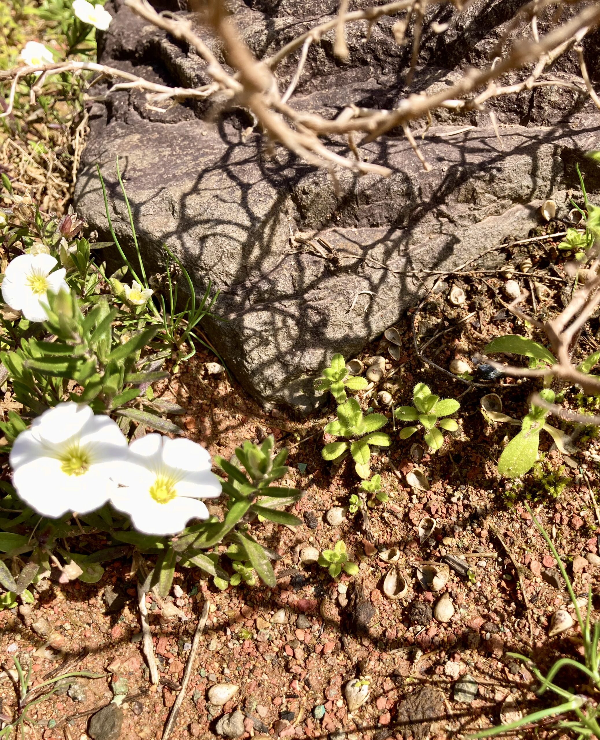 今日のこむふく