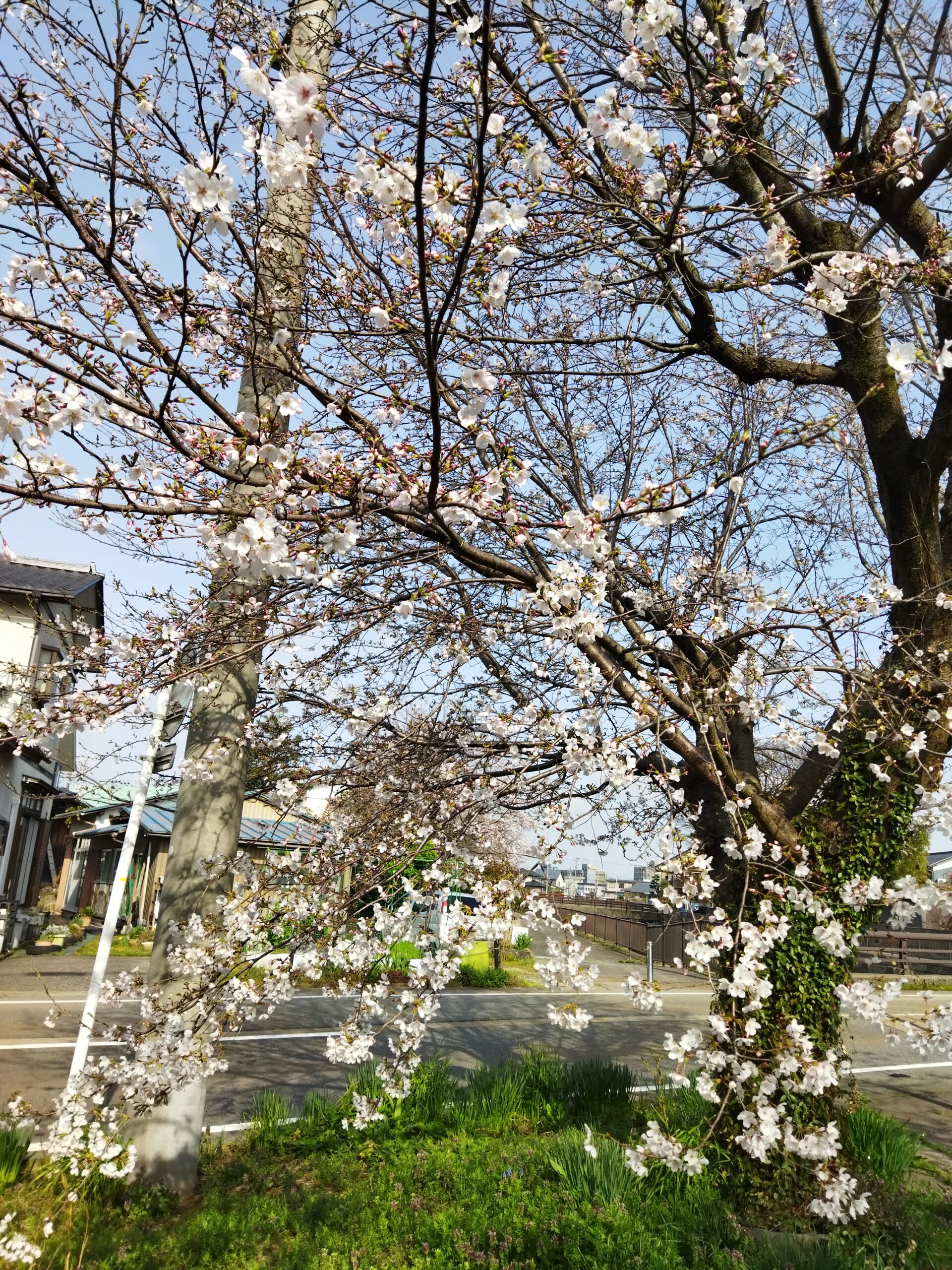 こむふくも花見が