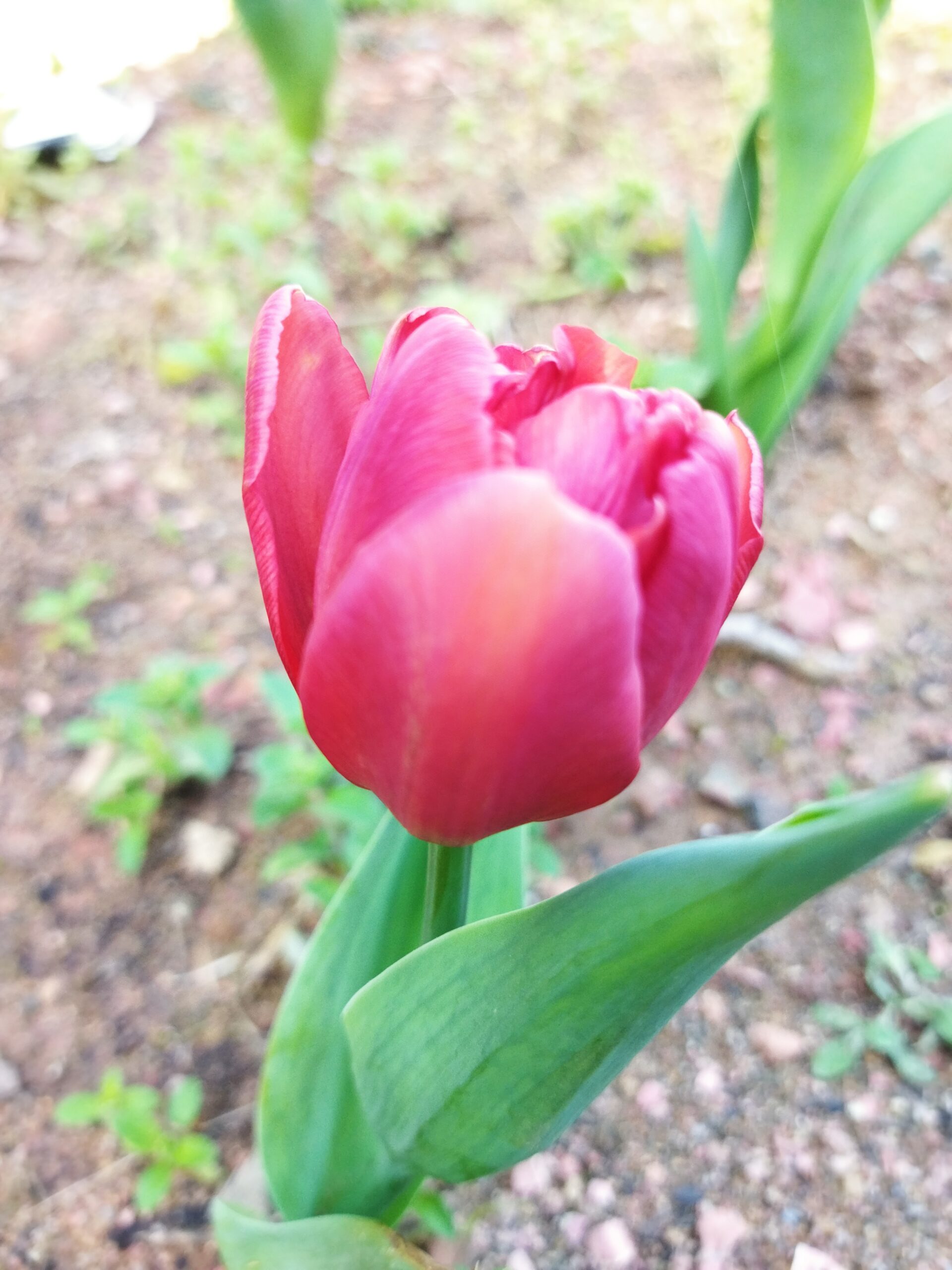 陸前高田からのチューリップ咲きました