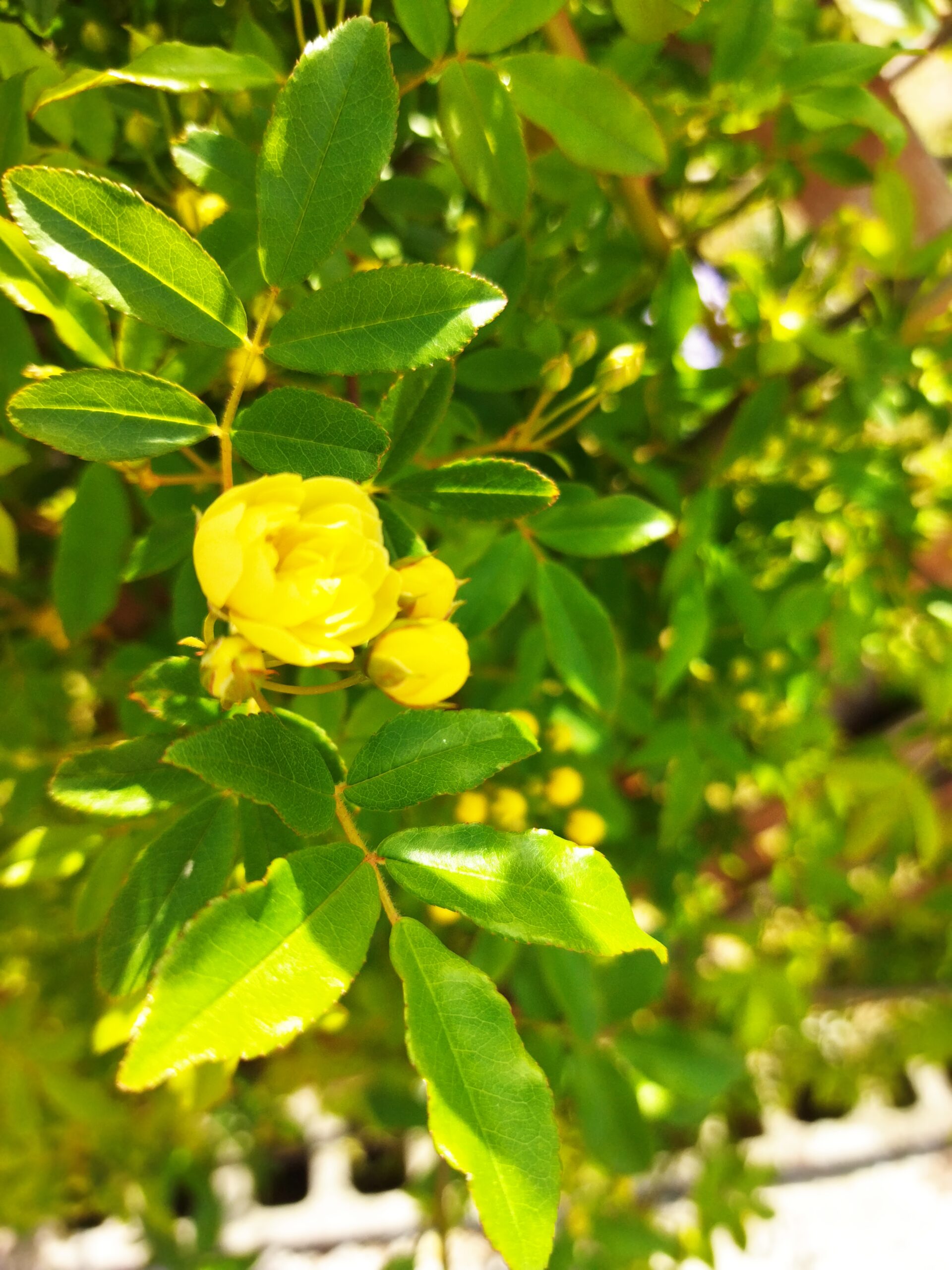 木工バラの垣根ができます