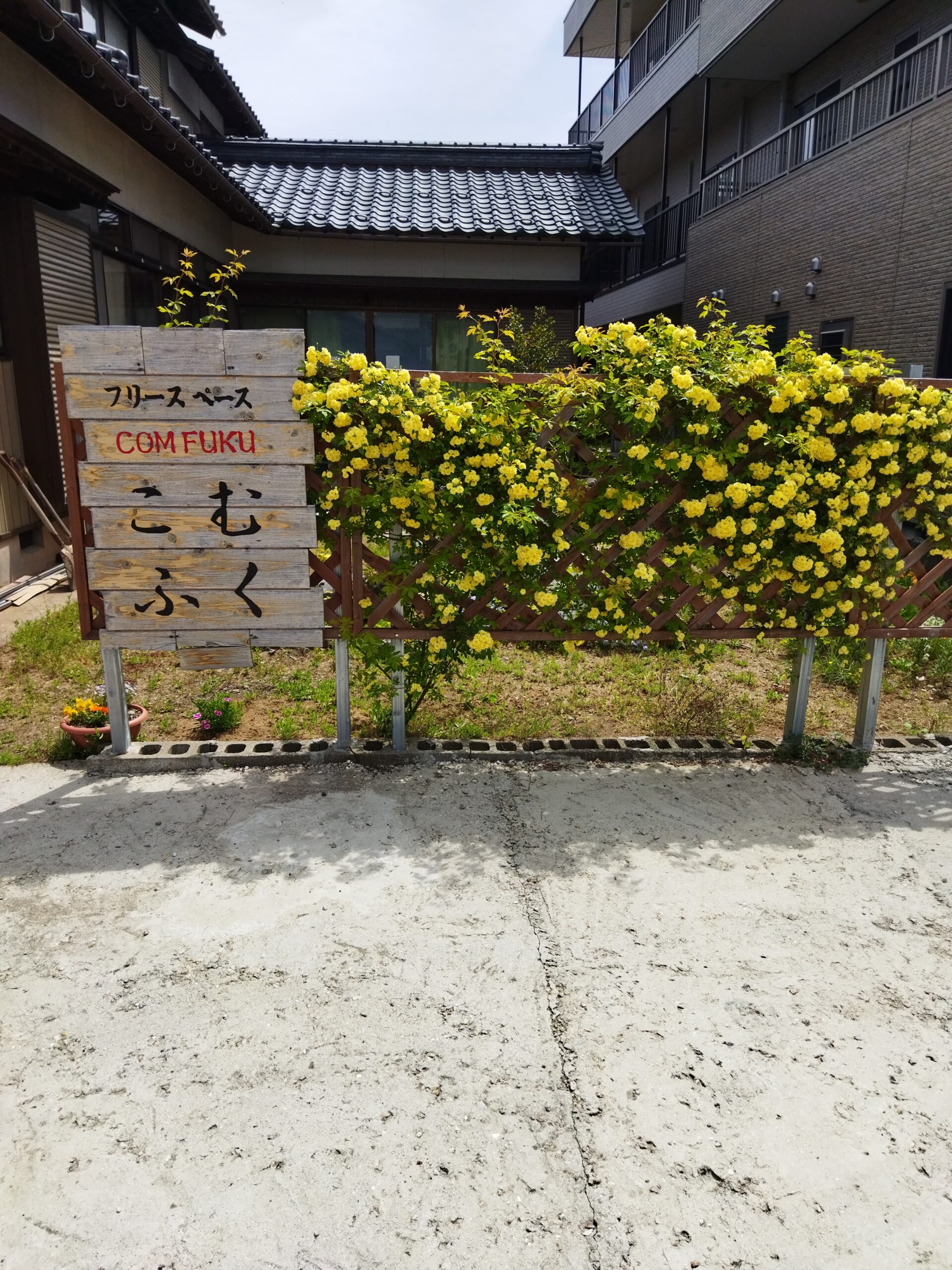 こむふくにモッコウバラの垣根ができました