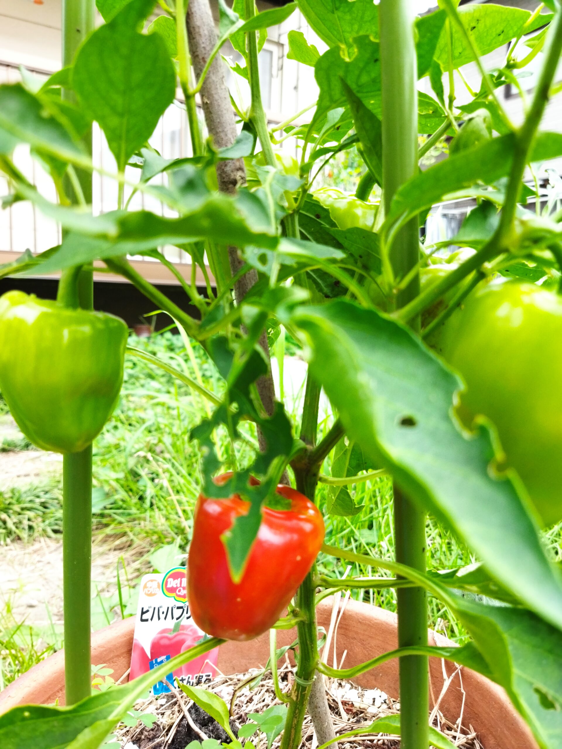 我が家のパプリカが色づいてます