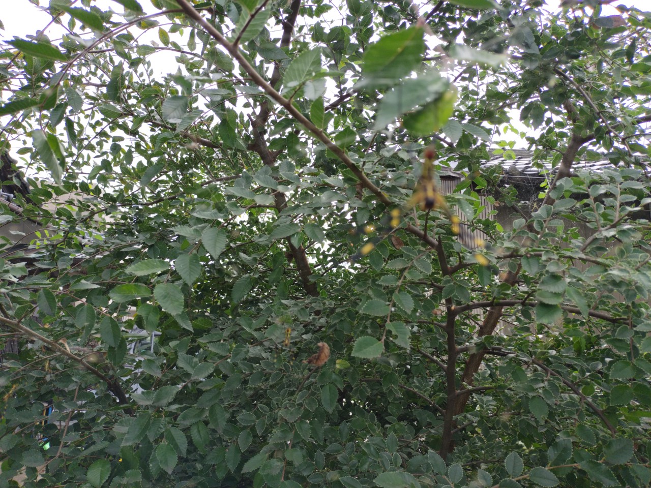 秋めいてきました