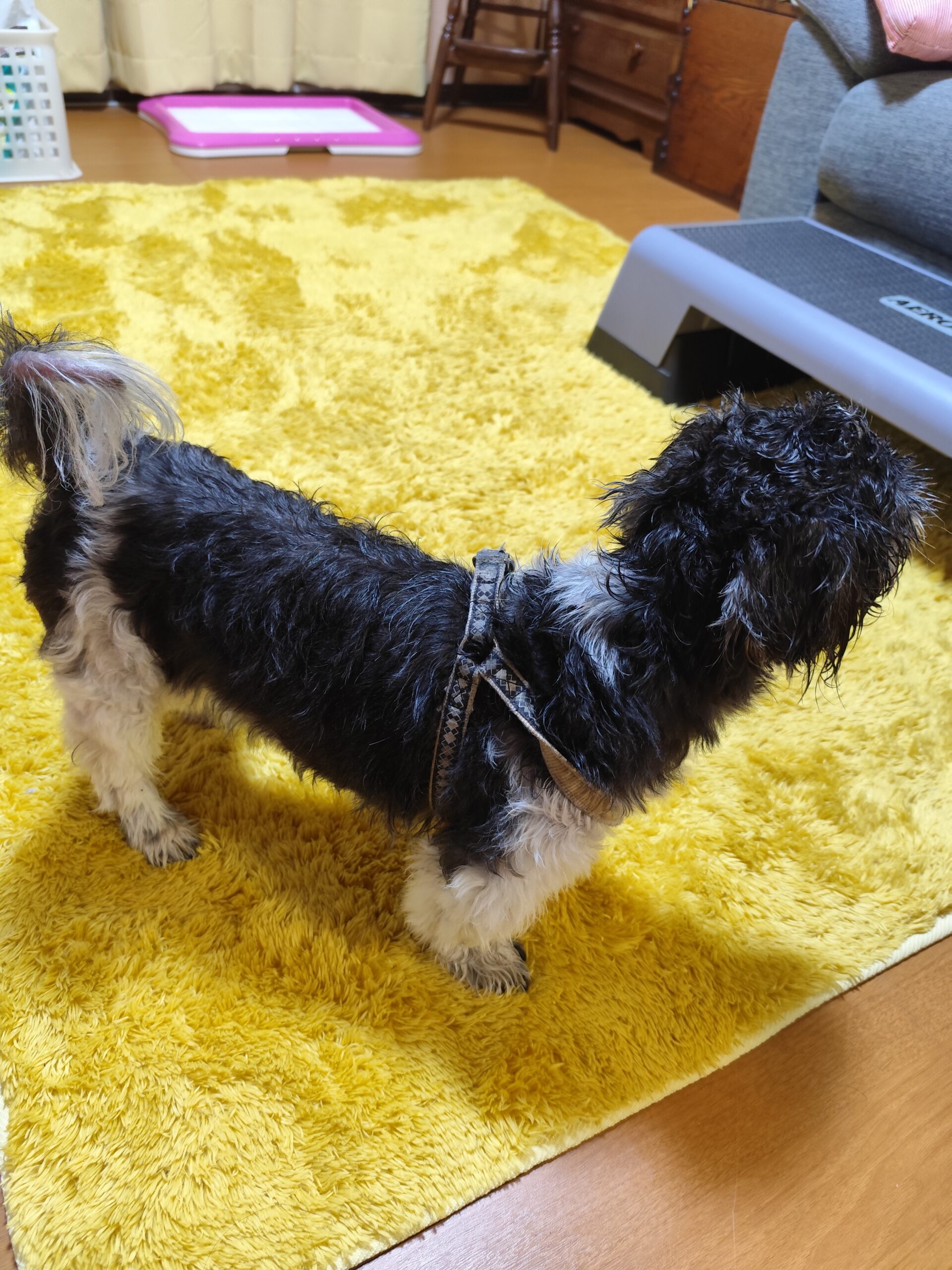 犬を預かりました