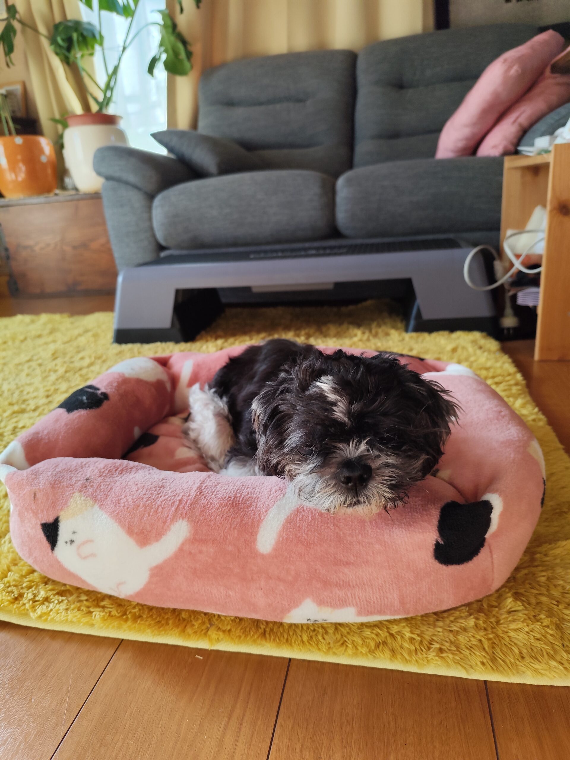 しいちゃんがパパの家に帰る