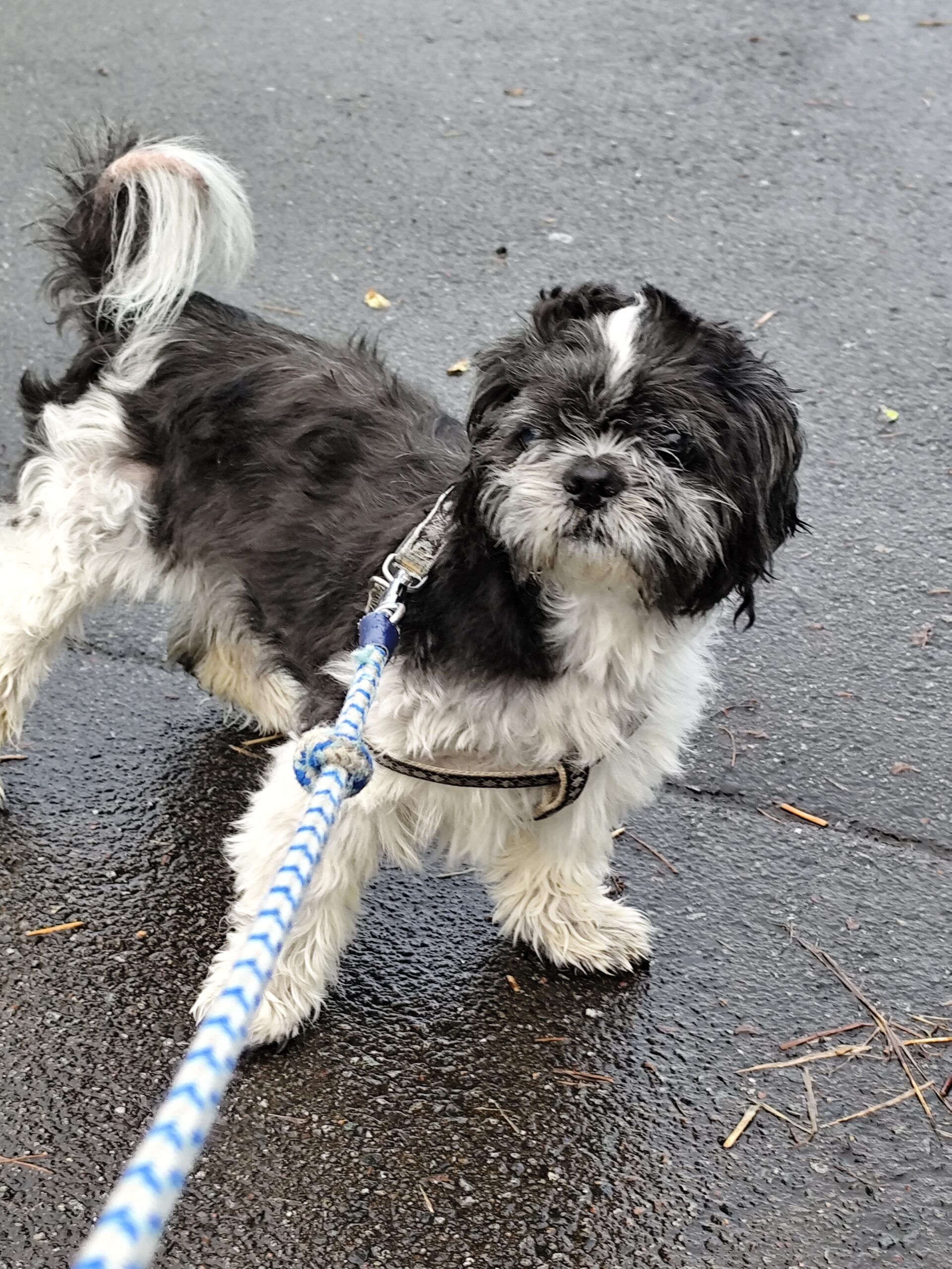 我が家の犬は「借りてきた猫」でした