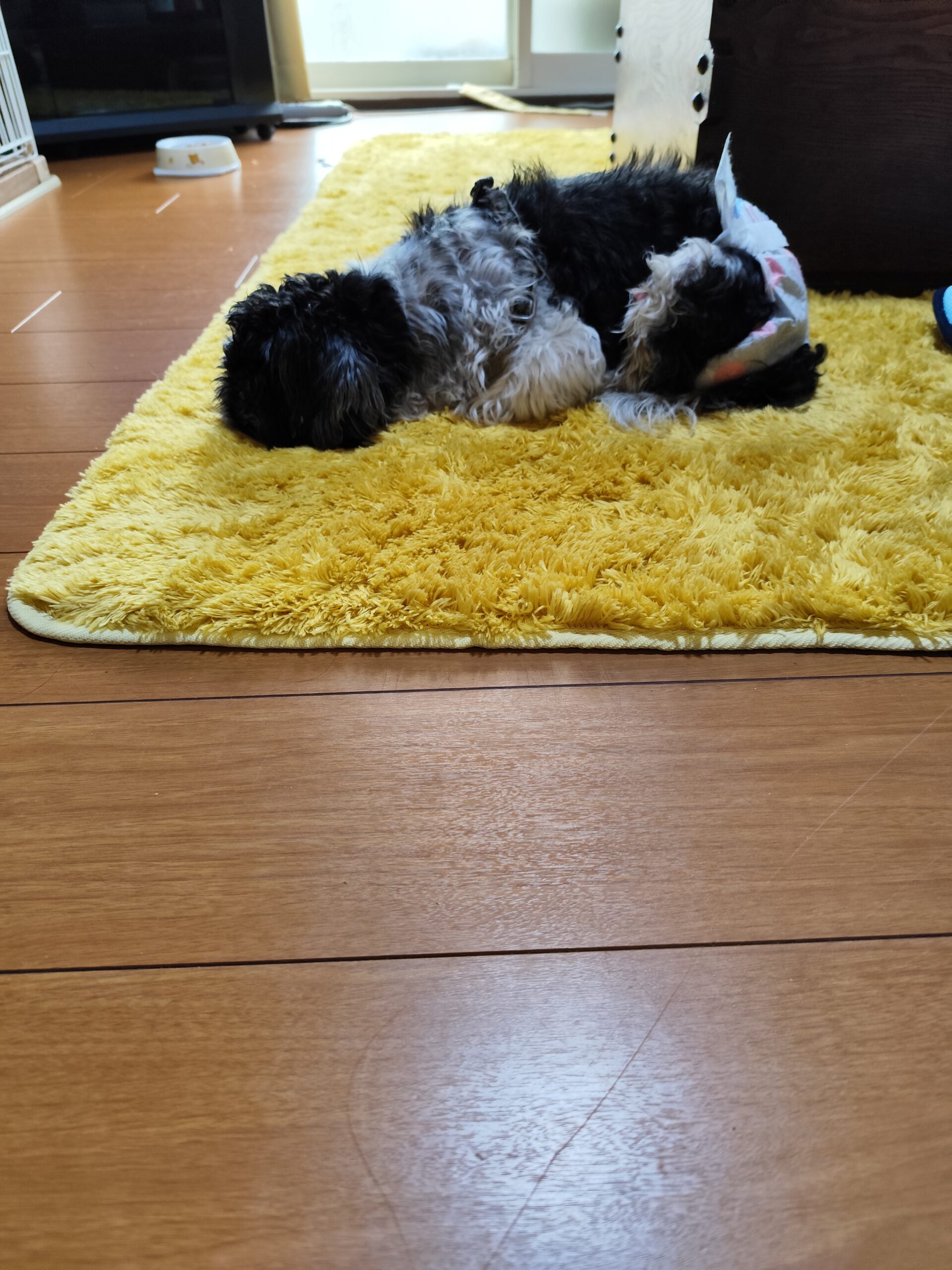 しいちゃん、もうすぐ帰る