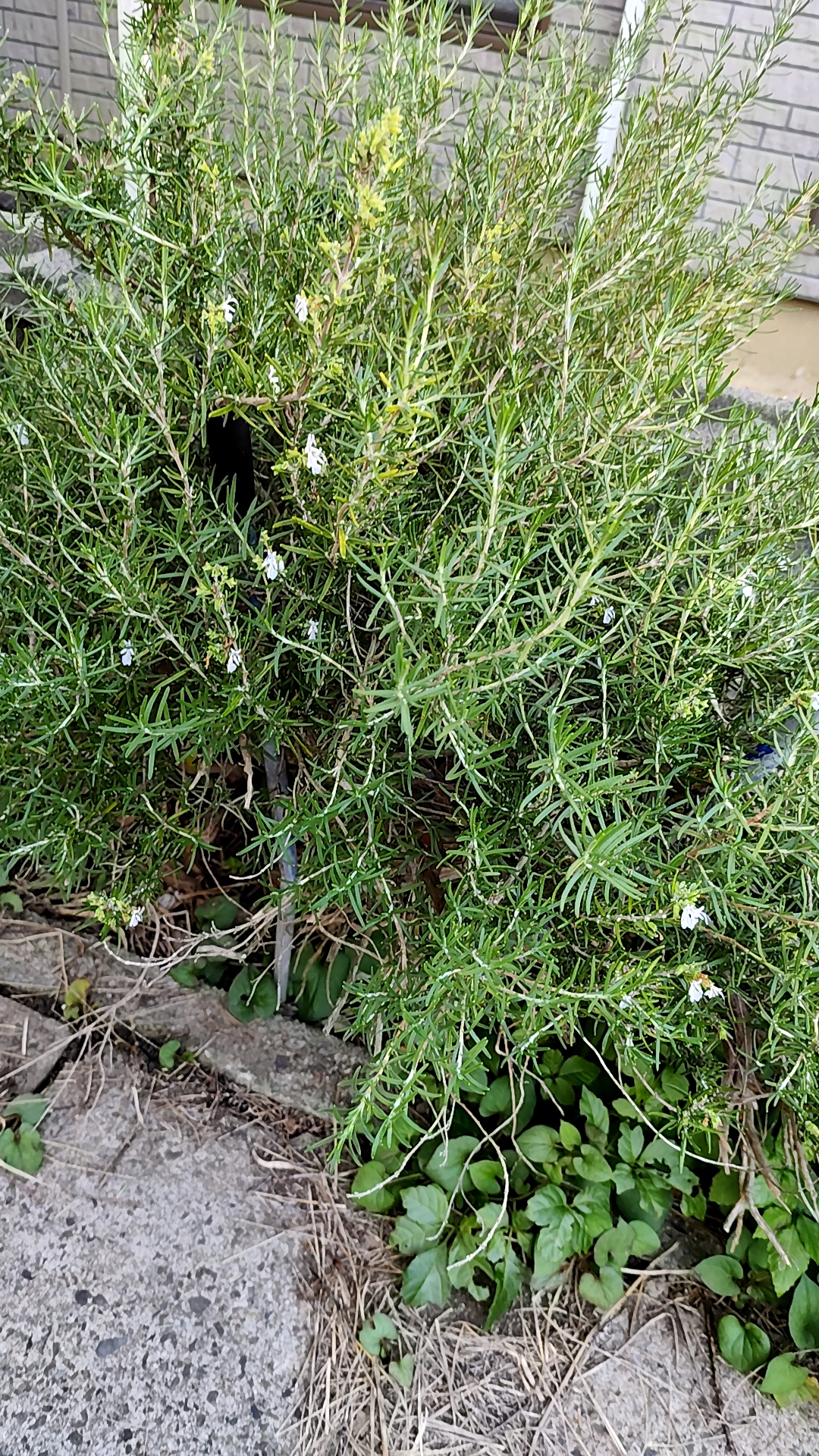 ローズマリー茶をつくります