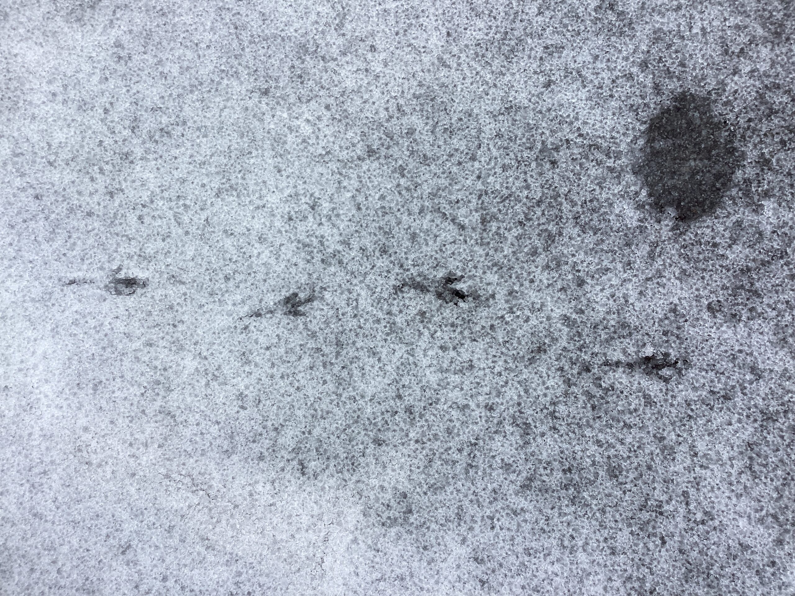 シャーベットの道