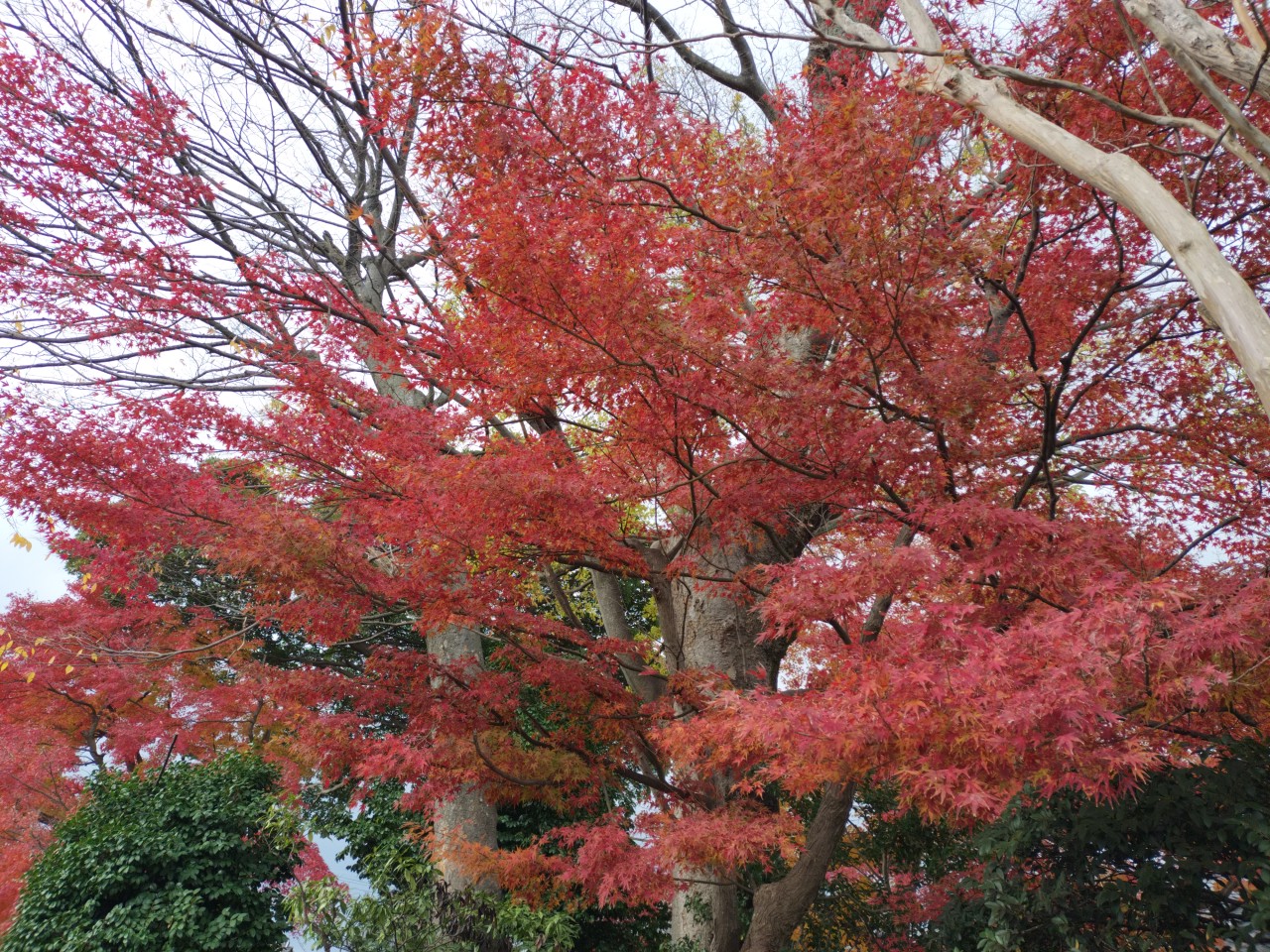 福井市での販売