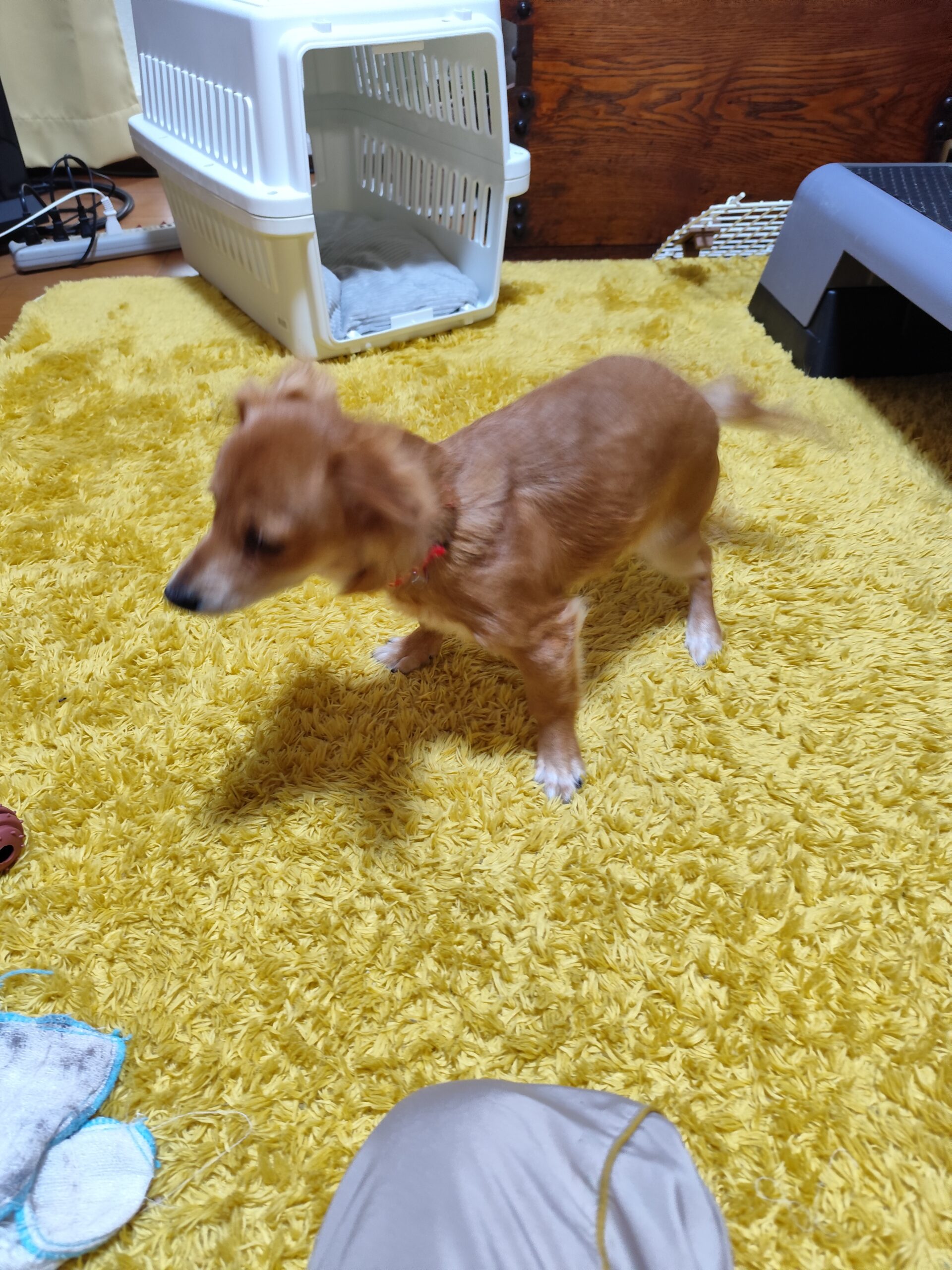 さくらちゃんが家族になりました