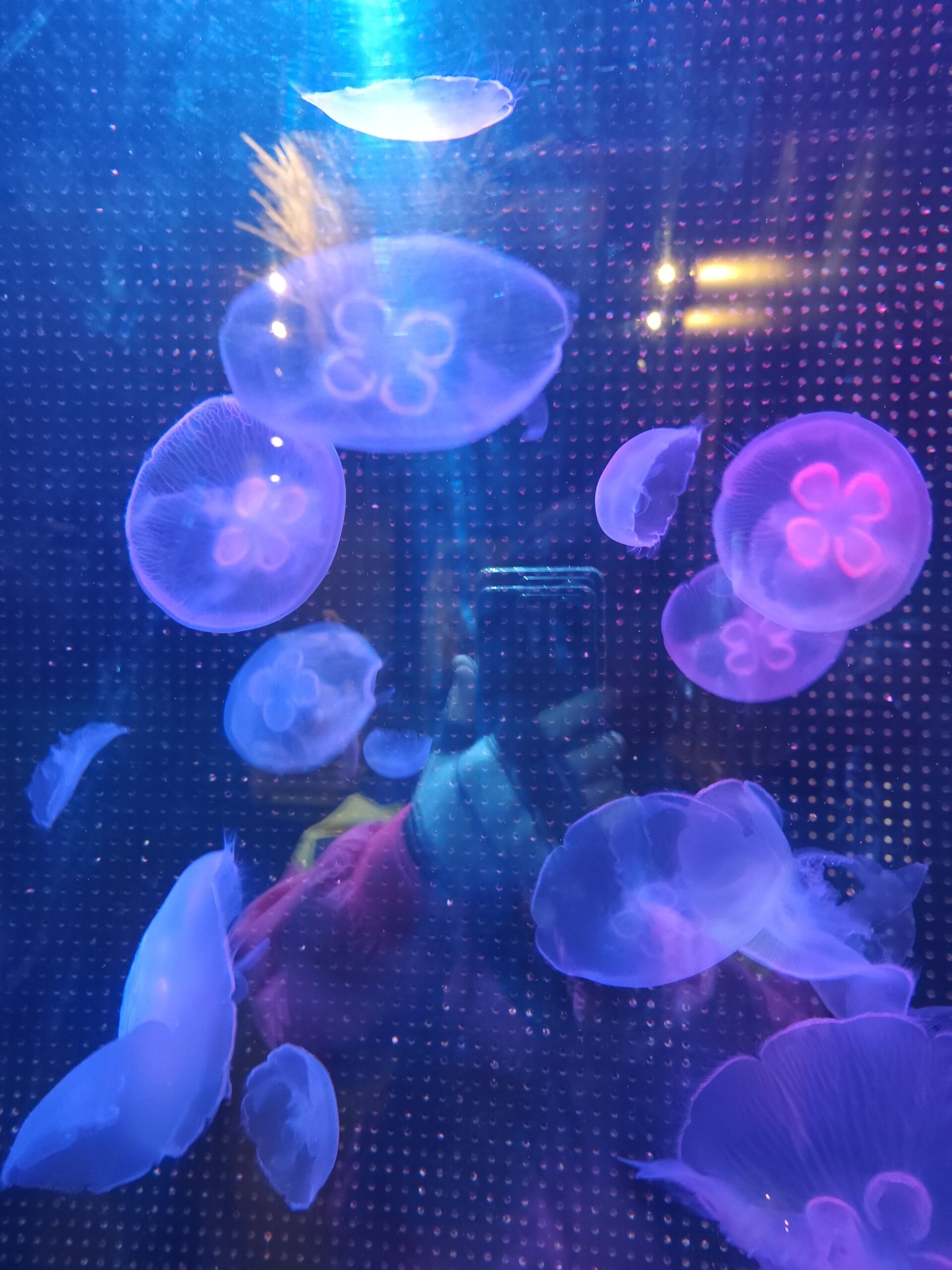 越前松島水族館いけてました