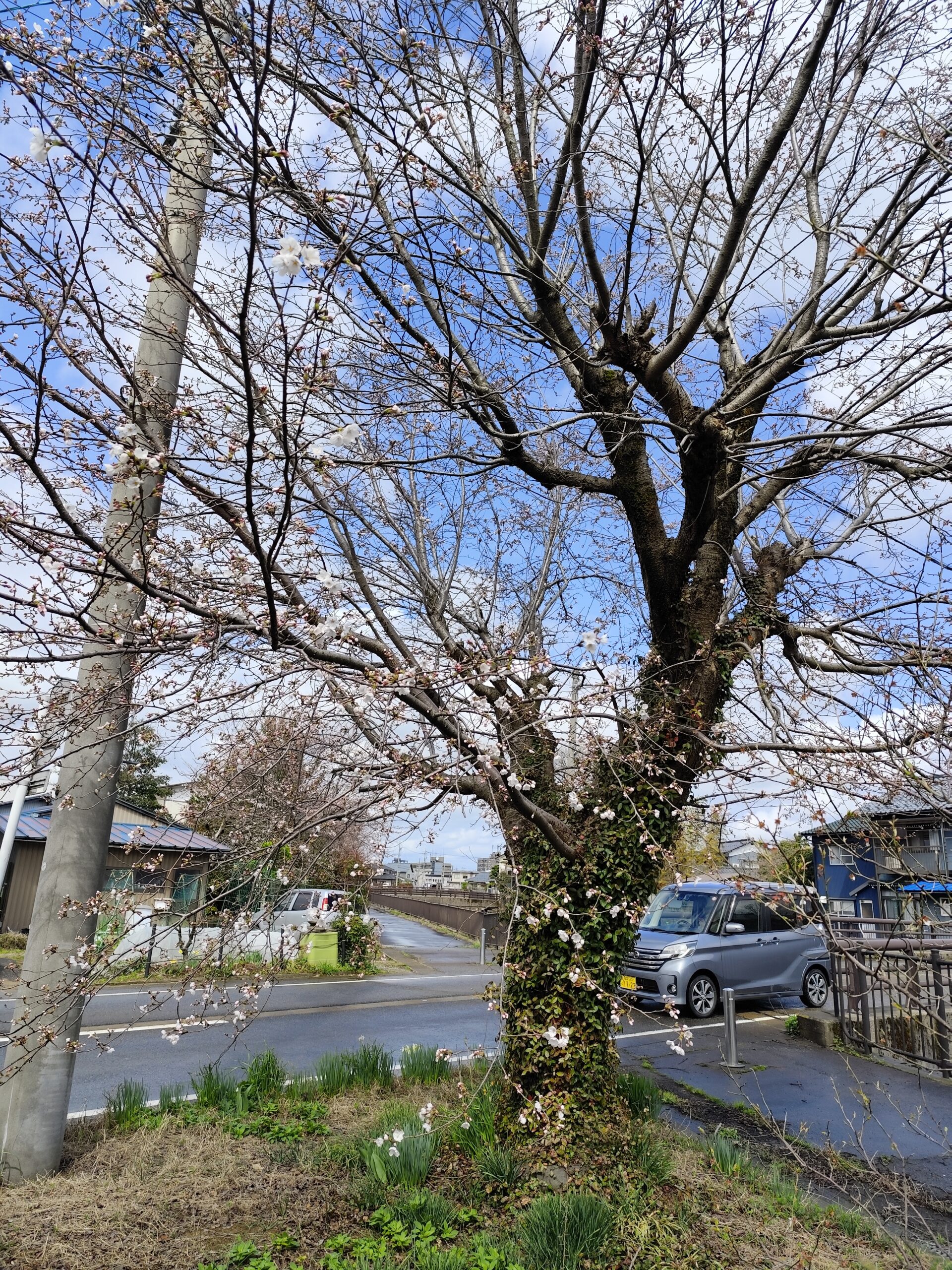 隣の桜が咲きました