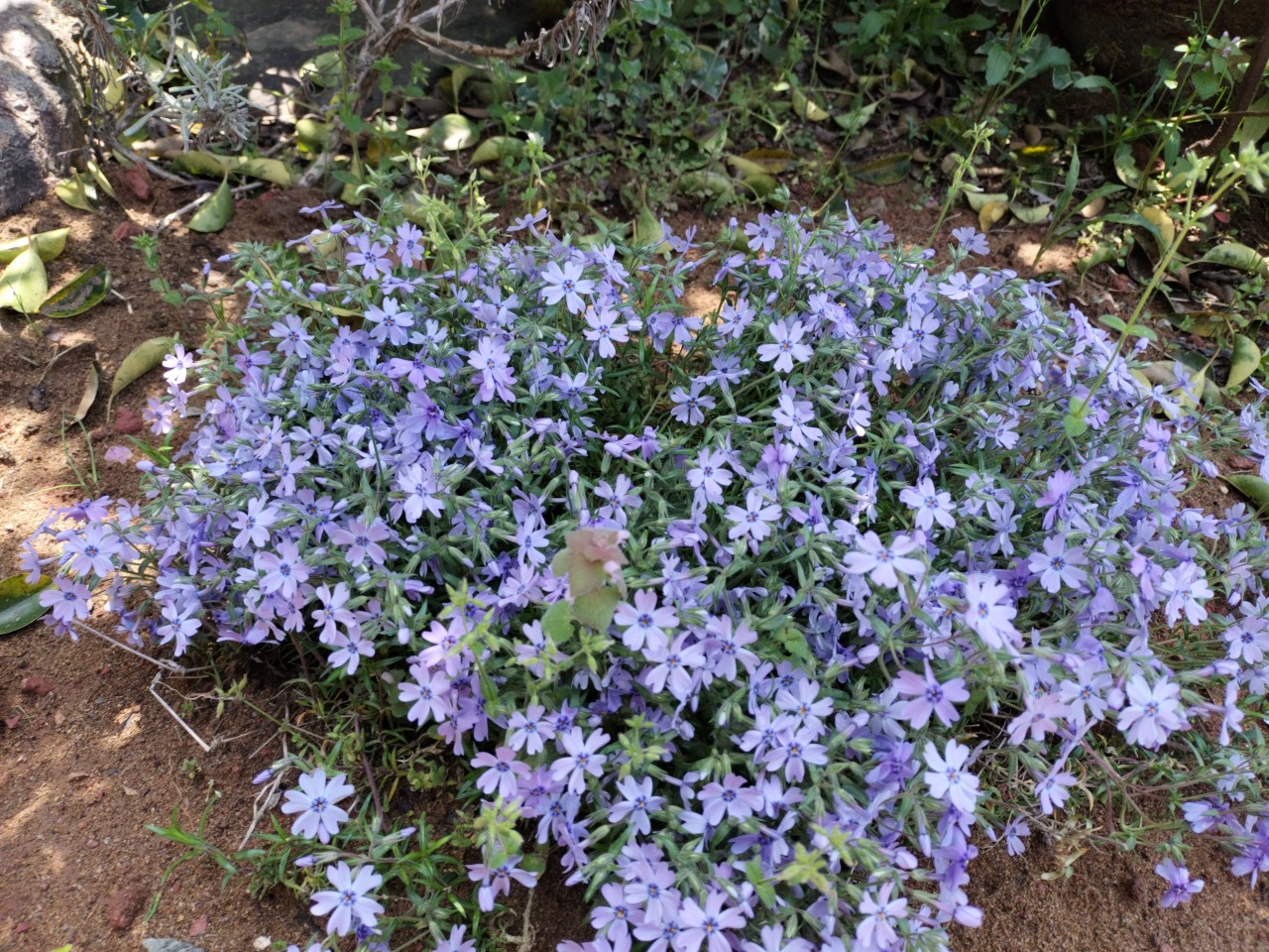 暖かくなりました