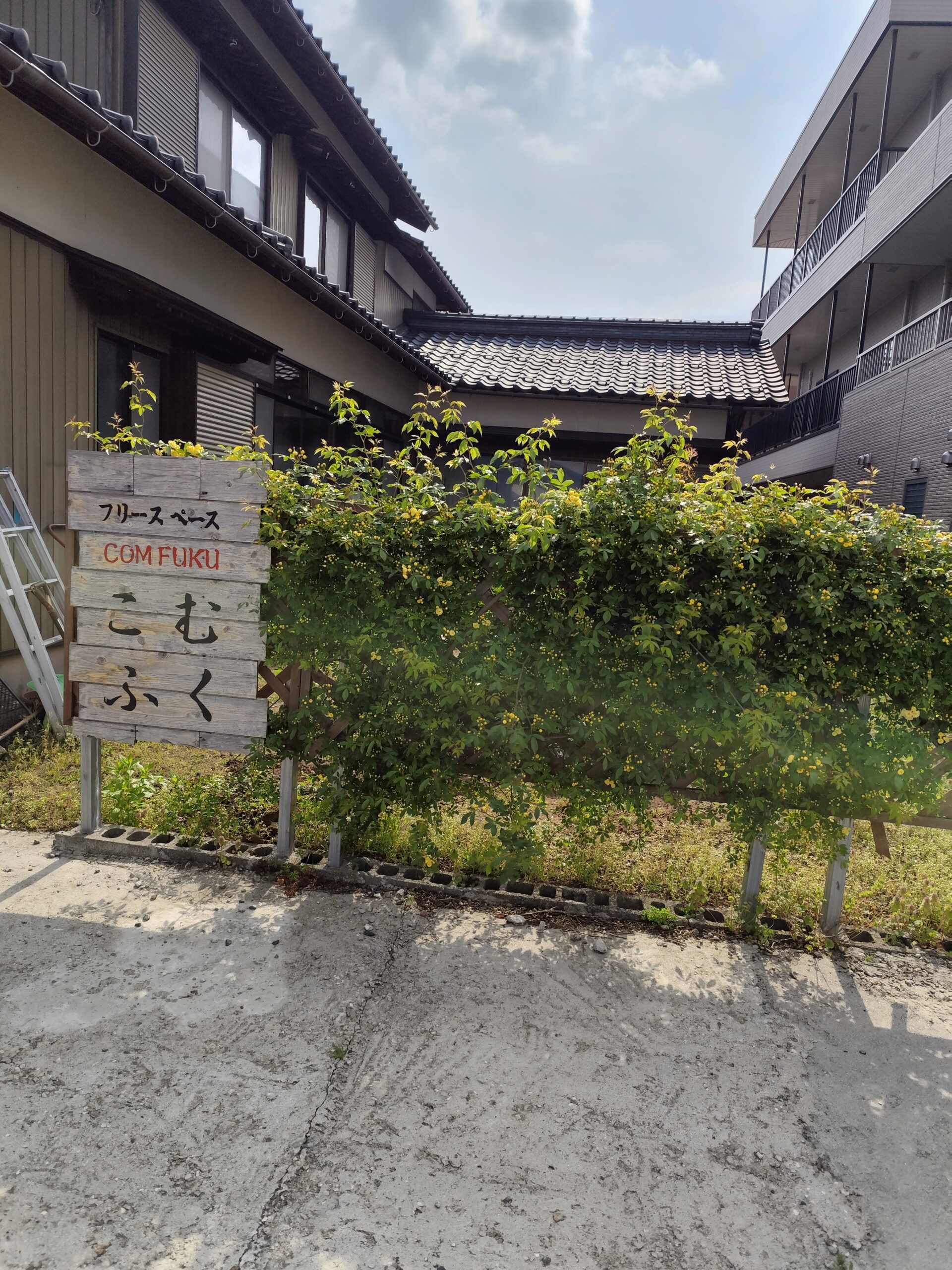 もうすぐ木香バラが満開になるよ