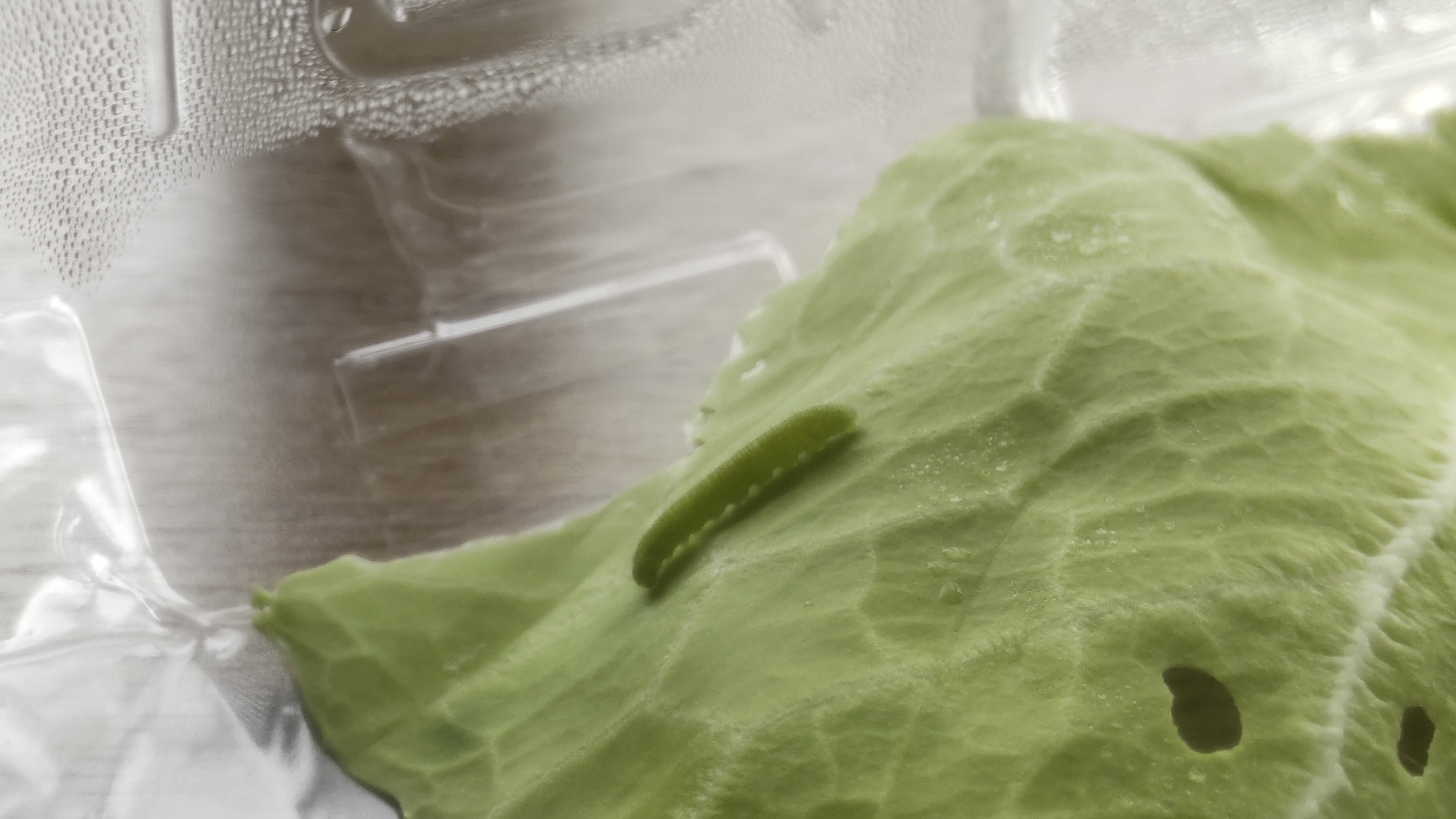 5/11 モンシロチョウの卵を採取