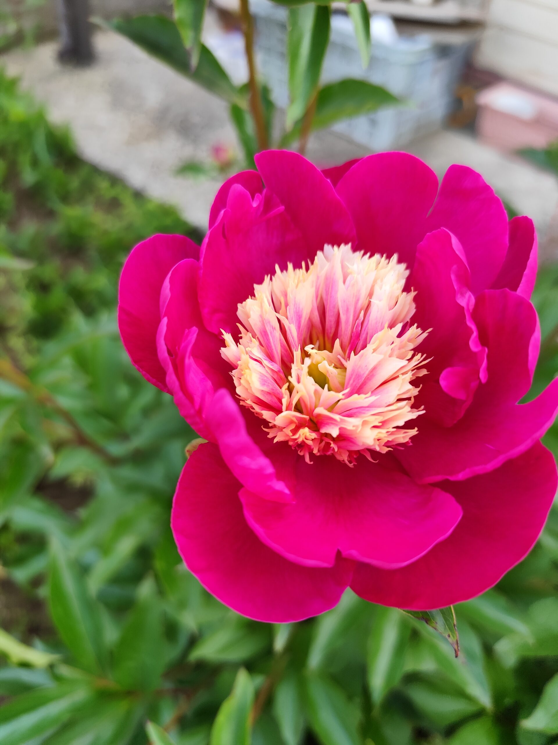 近所の庭に芍薬が咲いてました