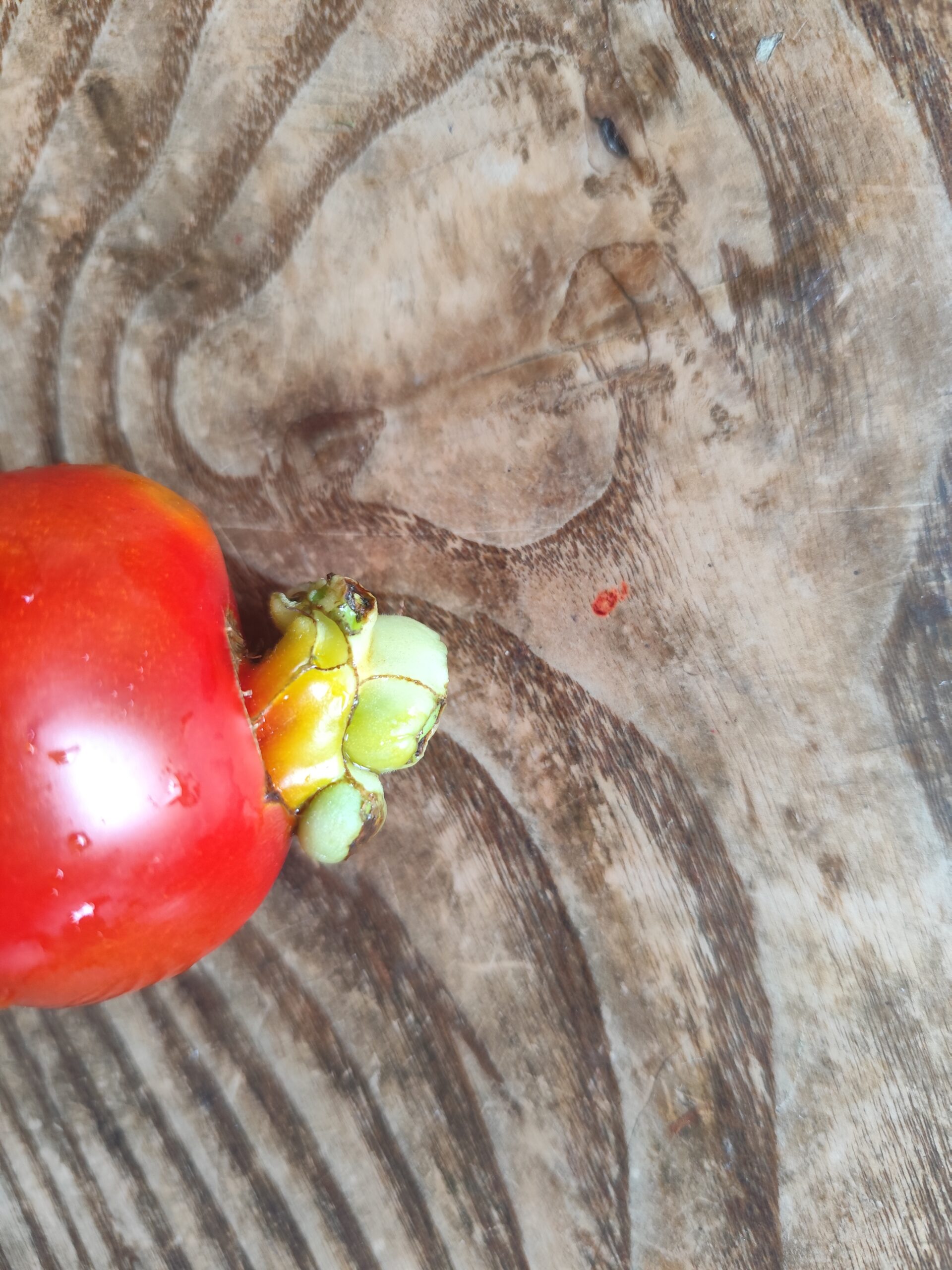 トマトの実から、枝が出てました