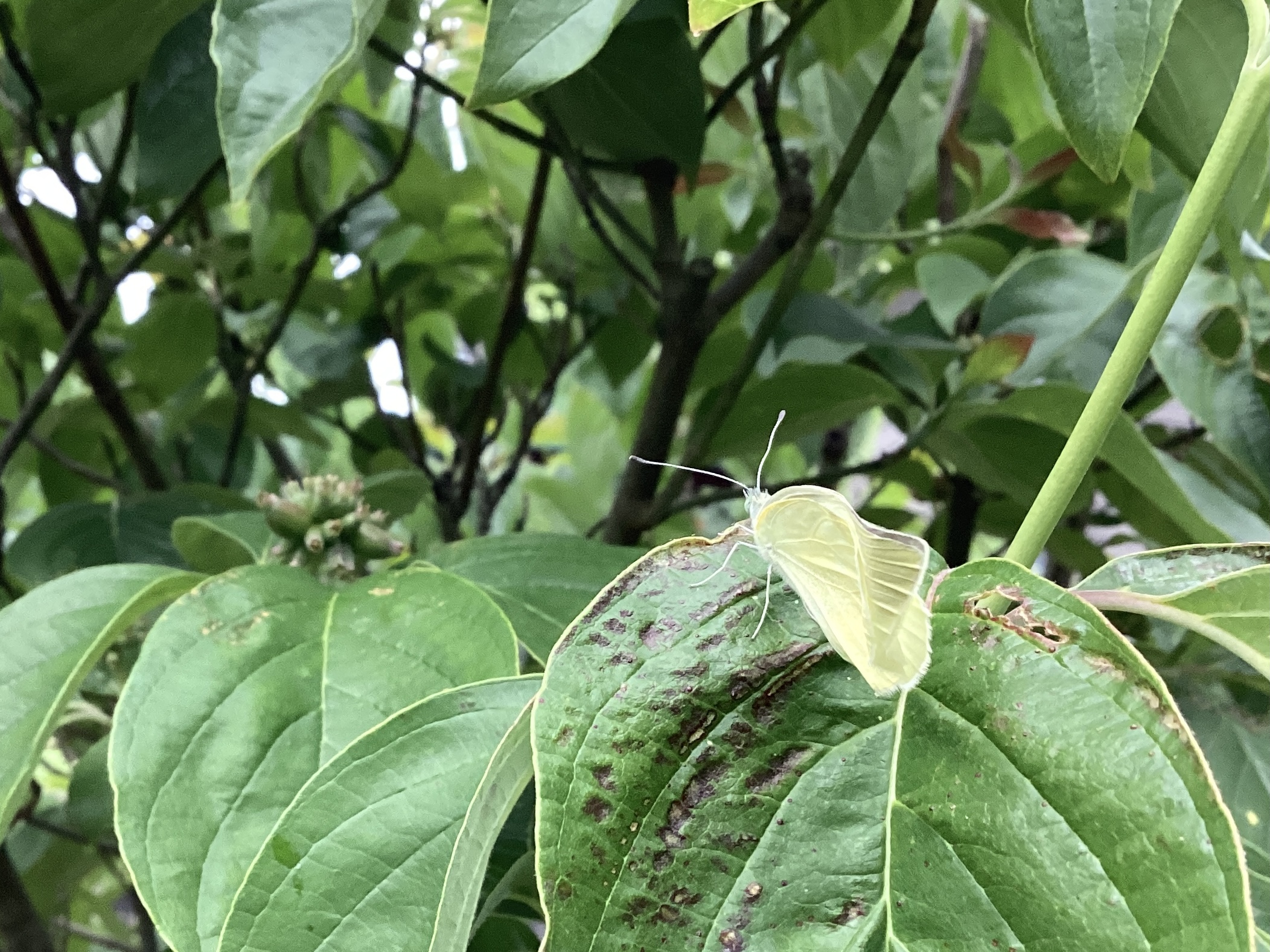 翅の折れたモンシロチョウ