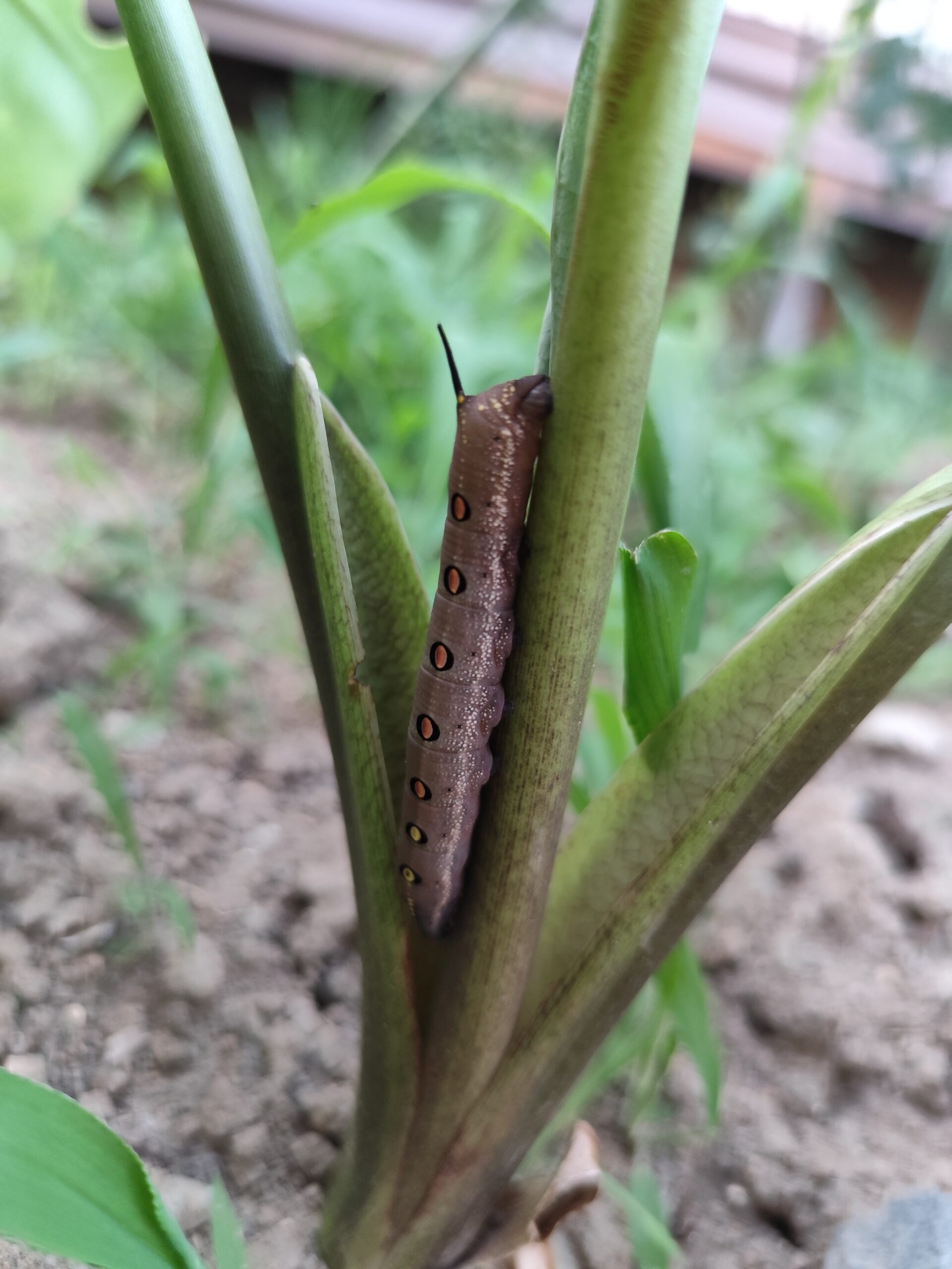 セスジスズメの幼虫発見