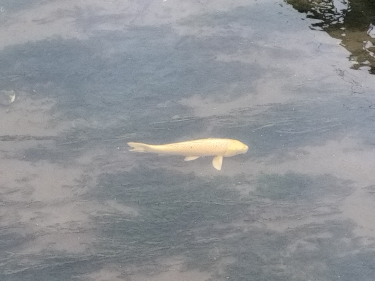 居場所プログラム