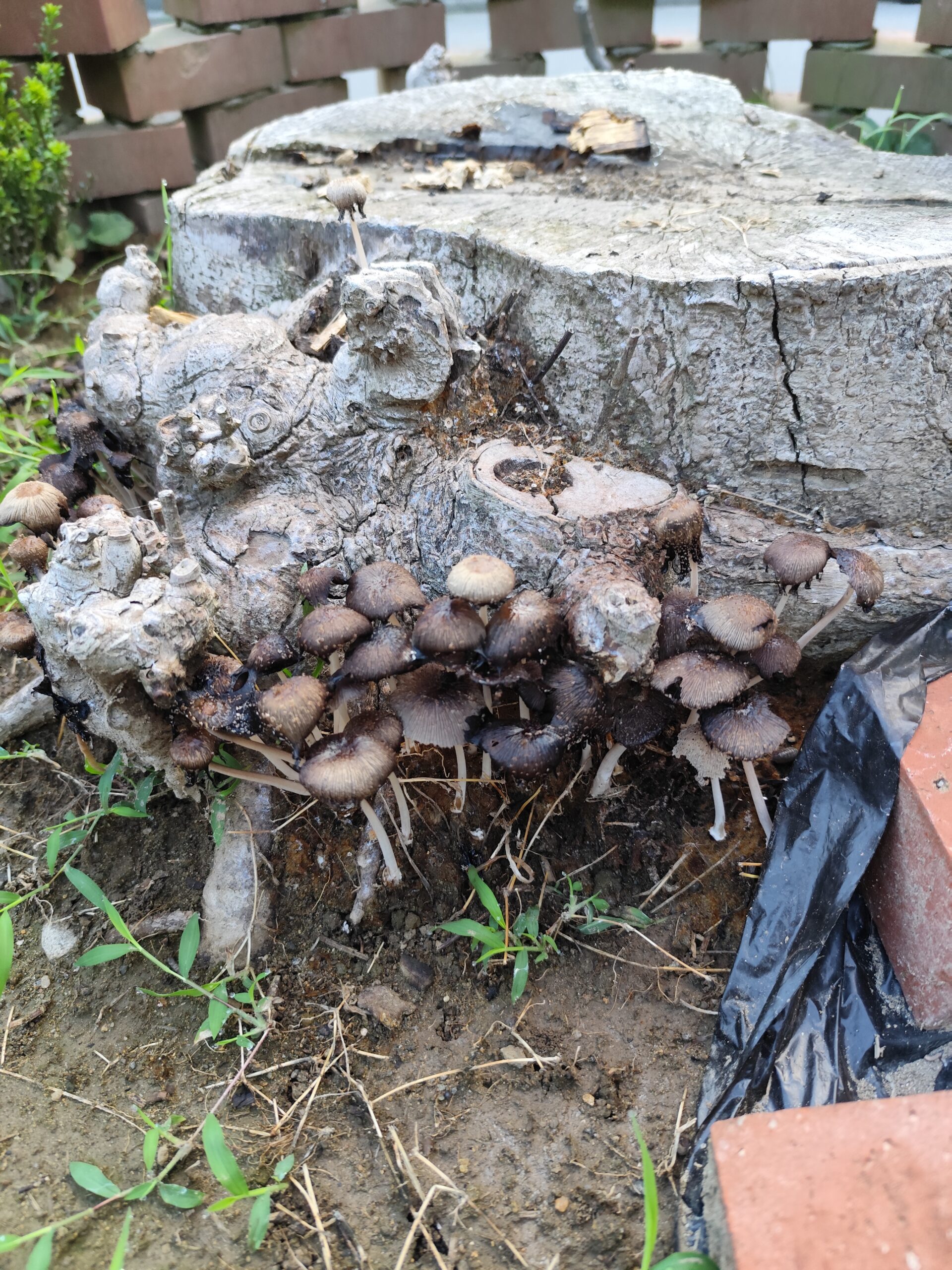 庭にあやしいキノコが生えた