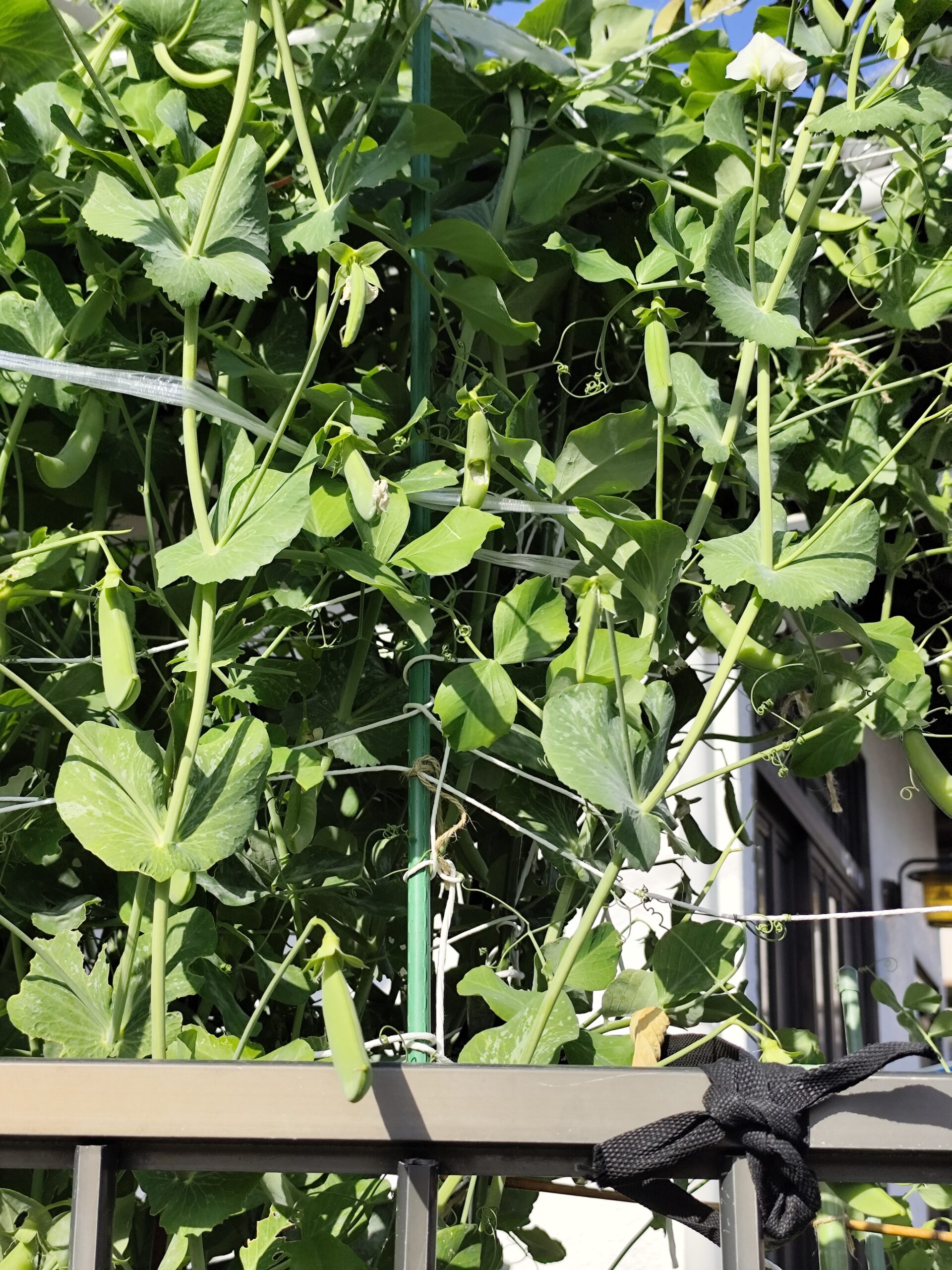 なんとスナップエンドウが