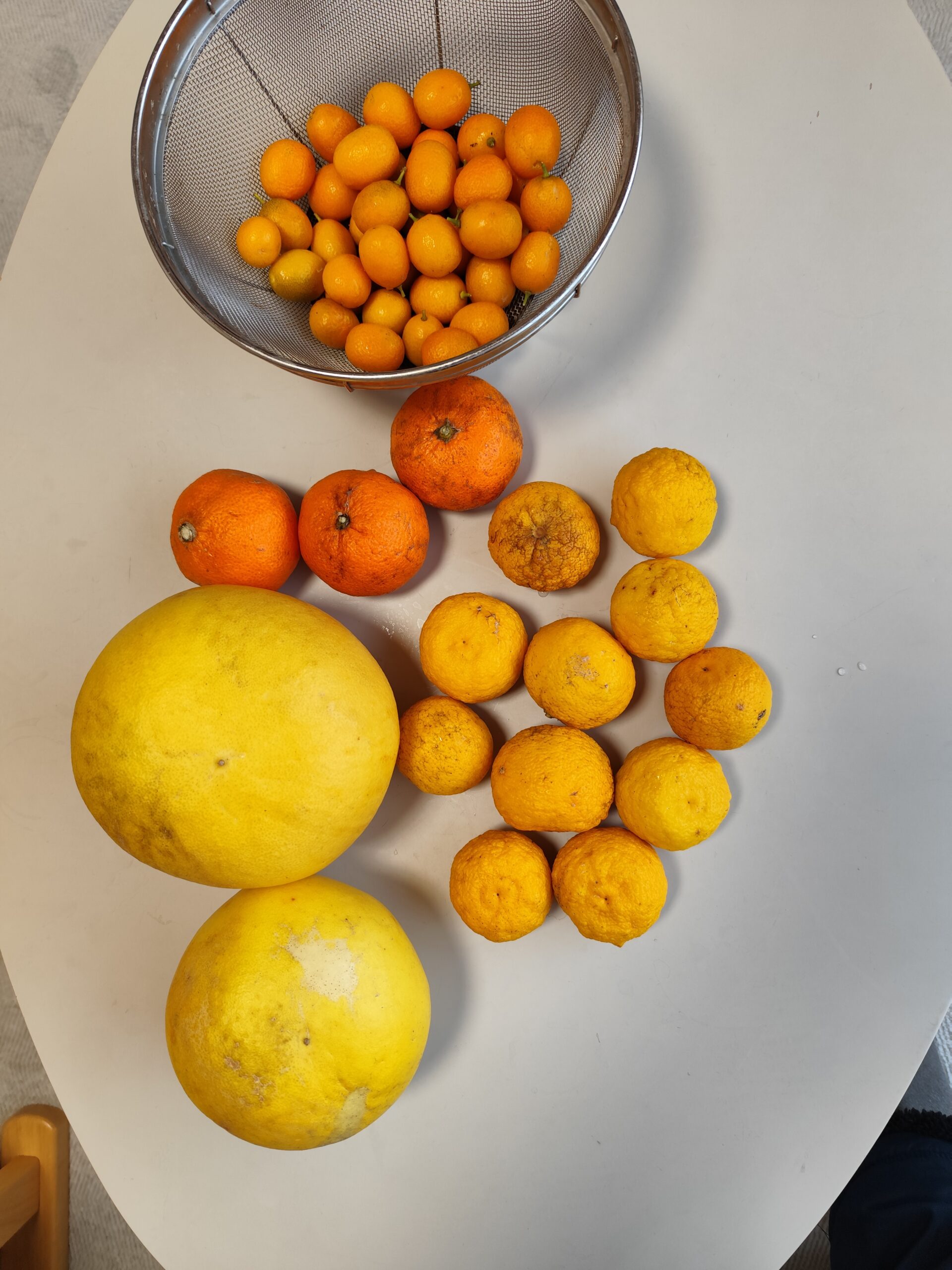 姉の庭で採れた柑橘類