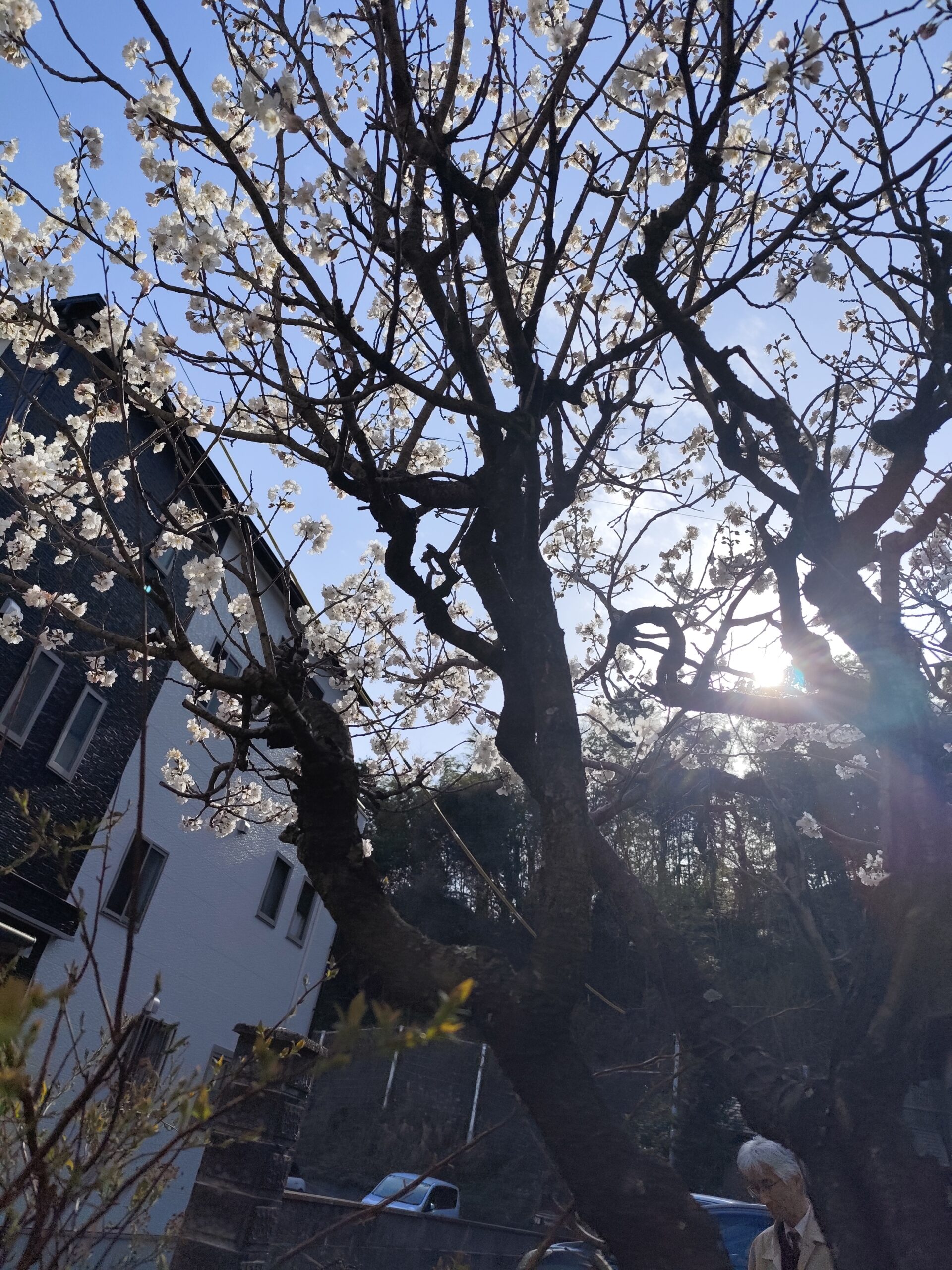 春の花　咲き乱れ