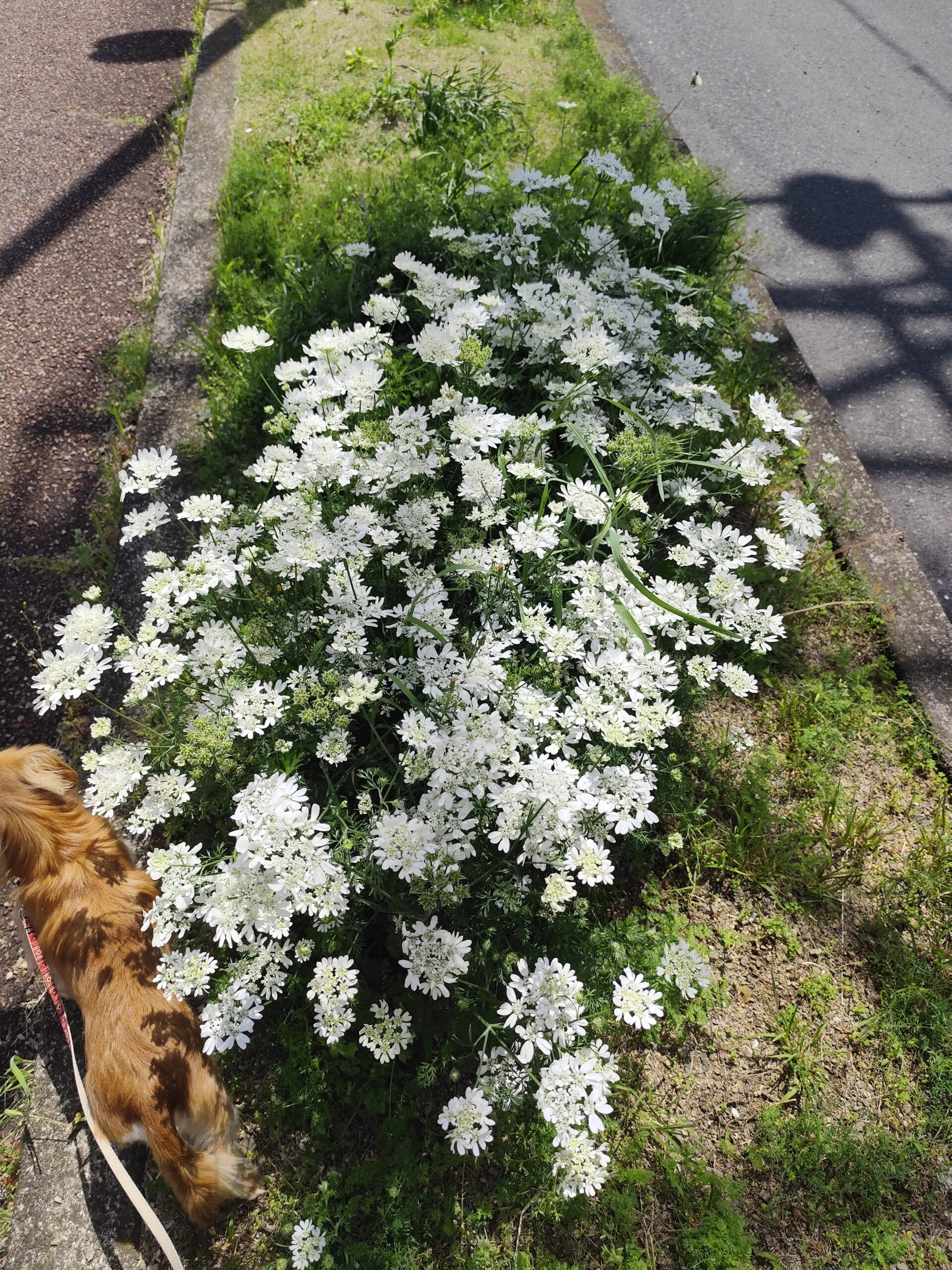 道ばたに咲く花