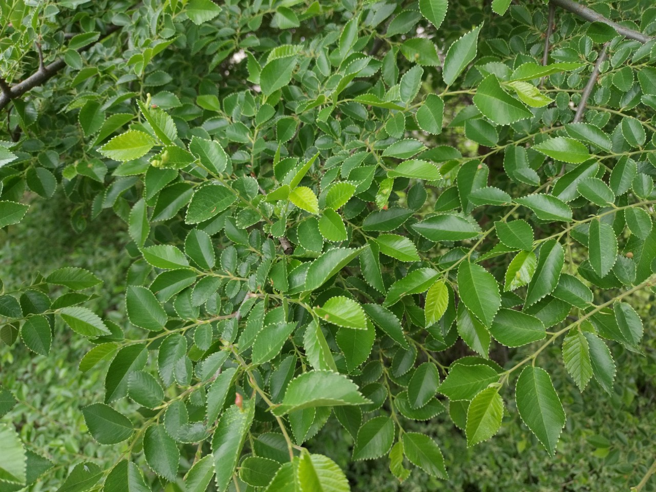 木の伐採