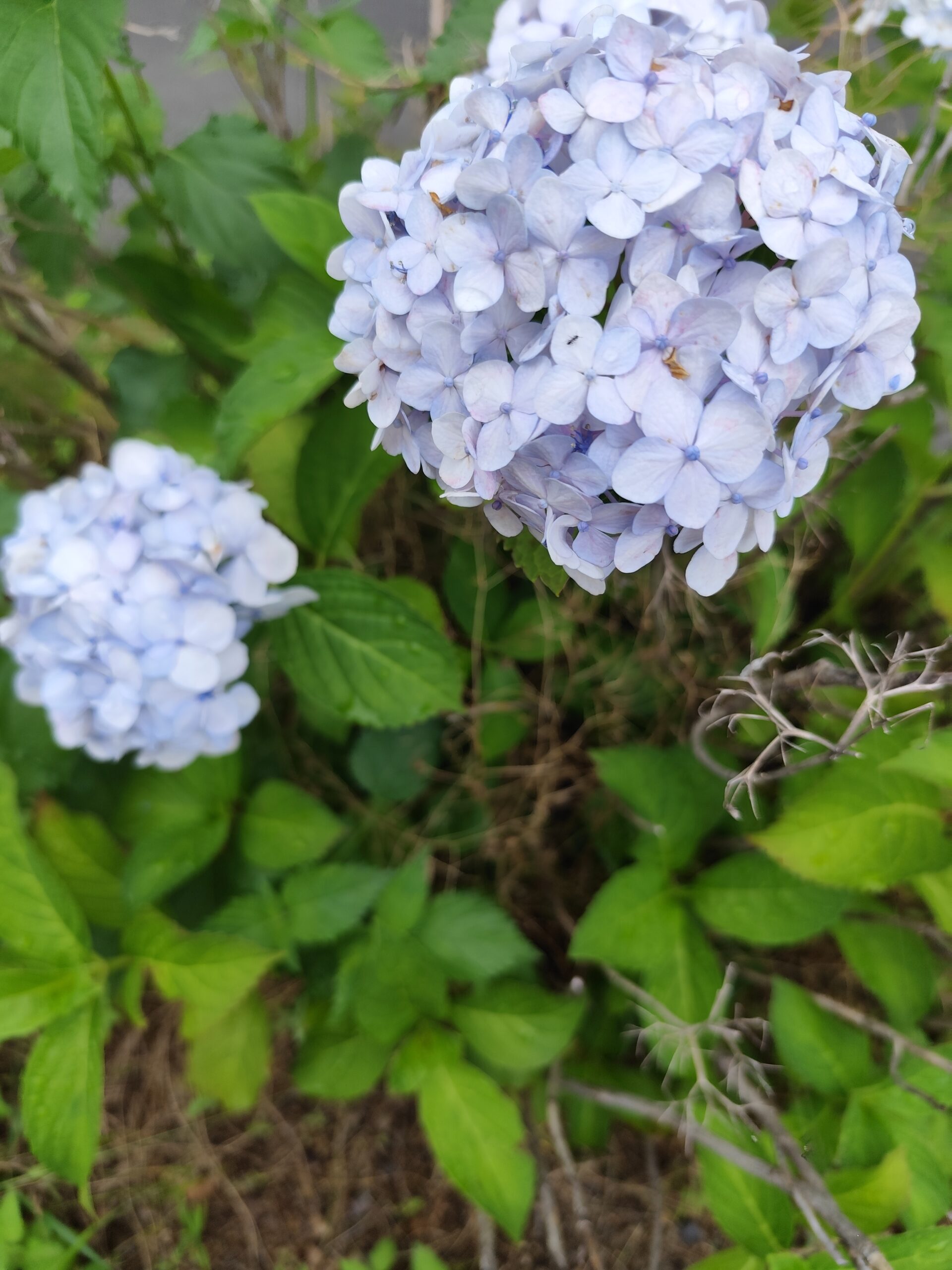 6月の花