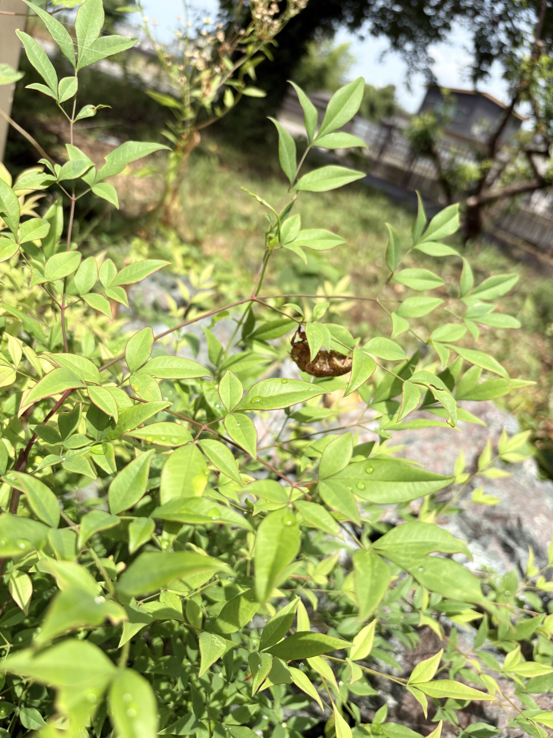 セミの抜け殻